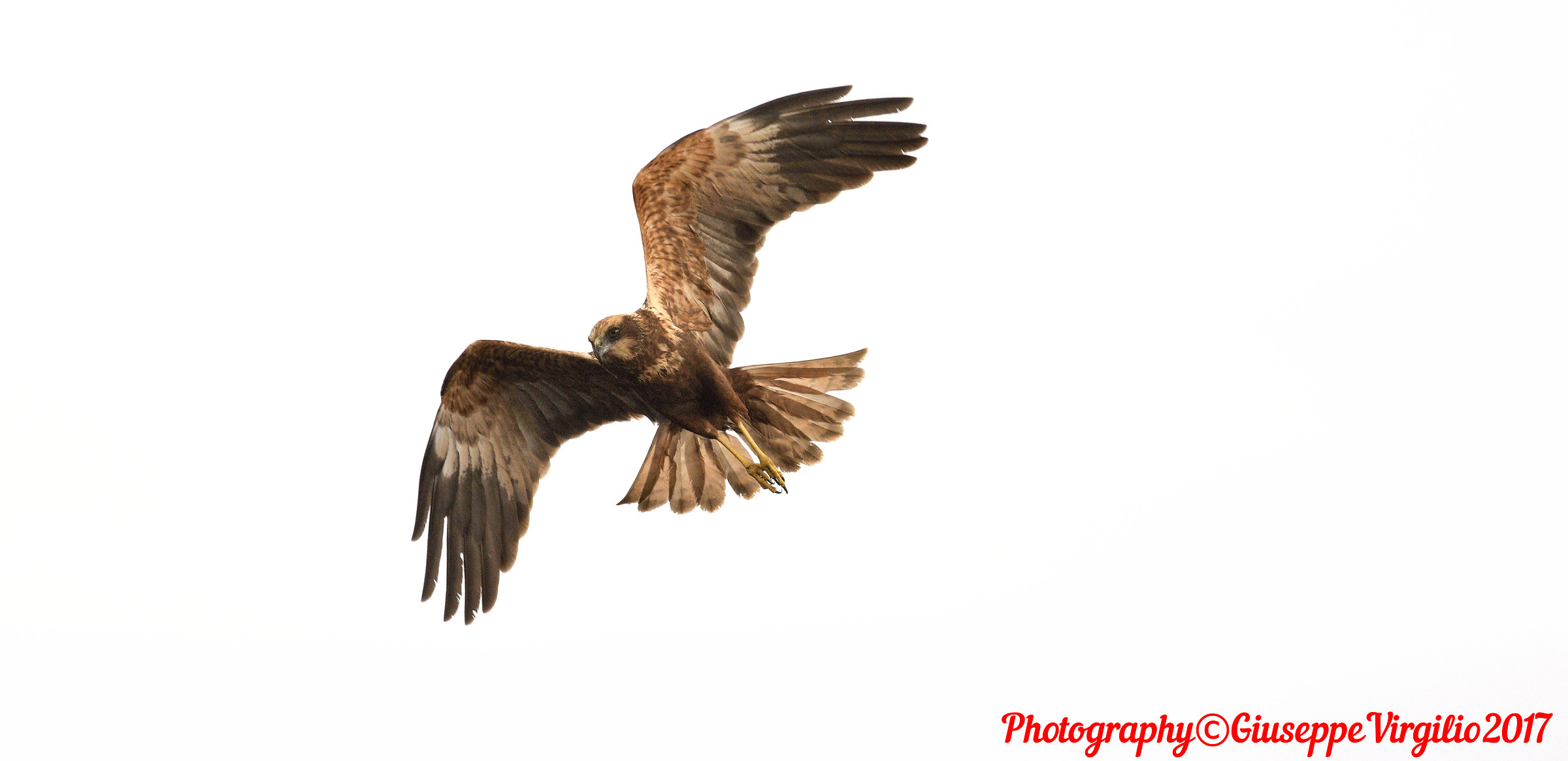 Falco Di Palude (North Sardinia) 2017