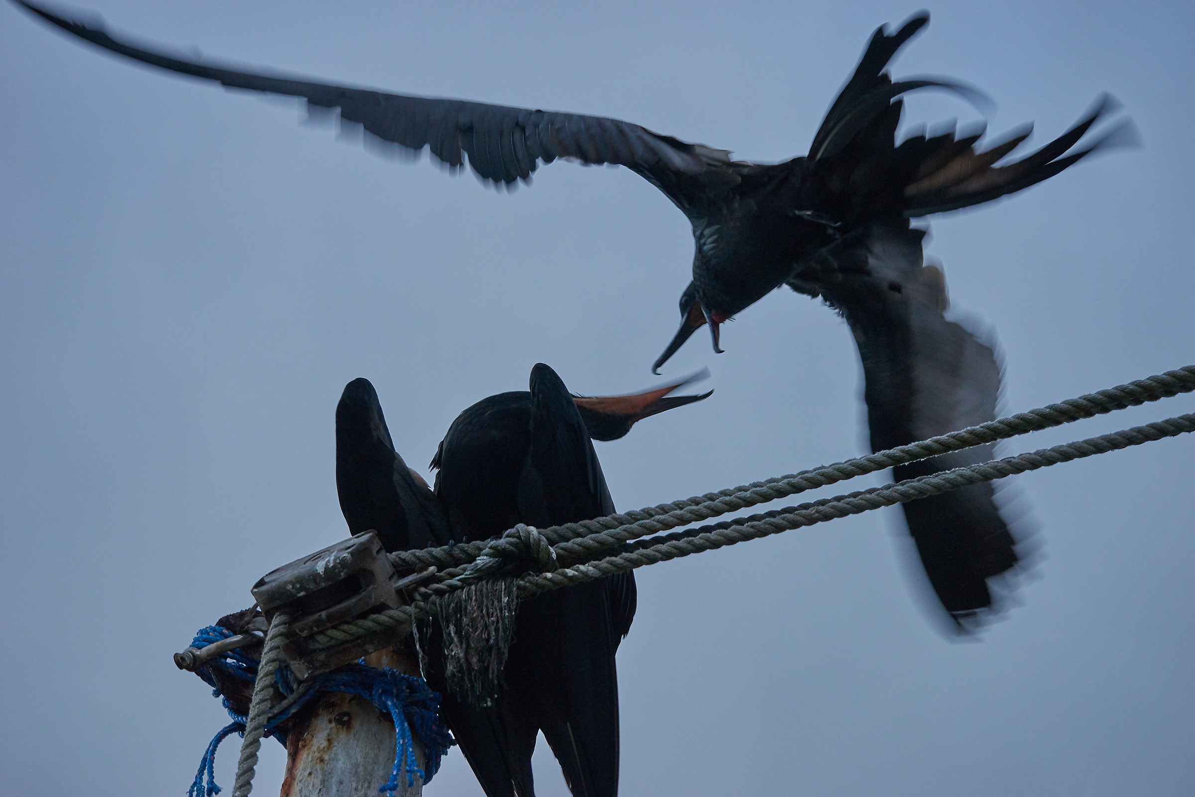 Skirmishes between frigates