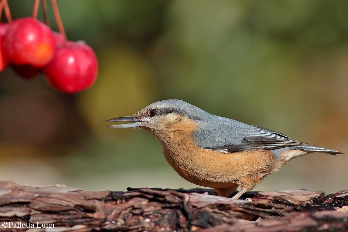 Picchio muratore (Sitta europaea)