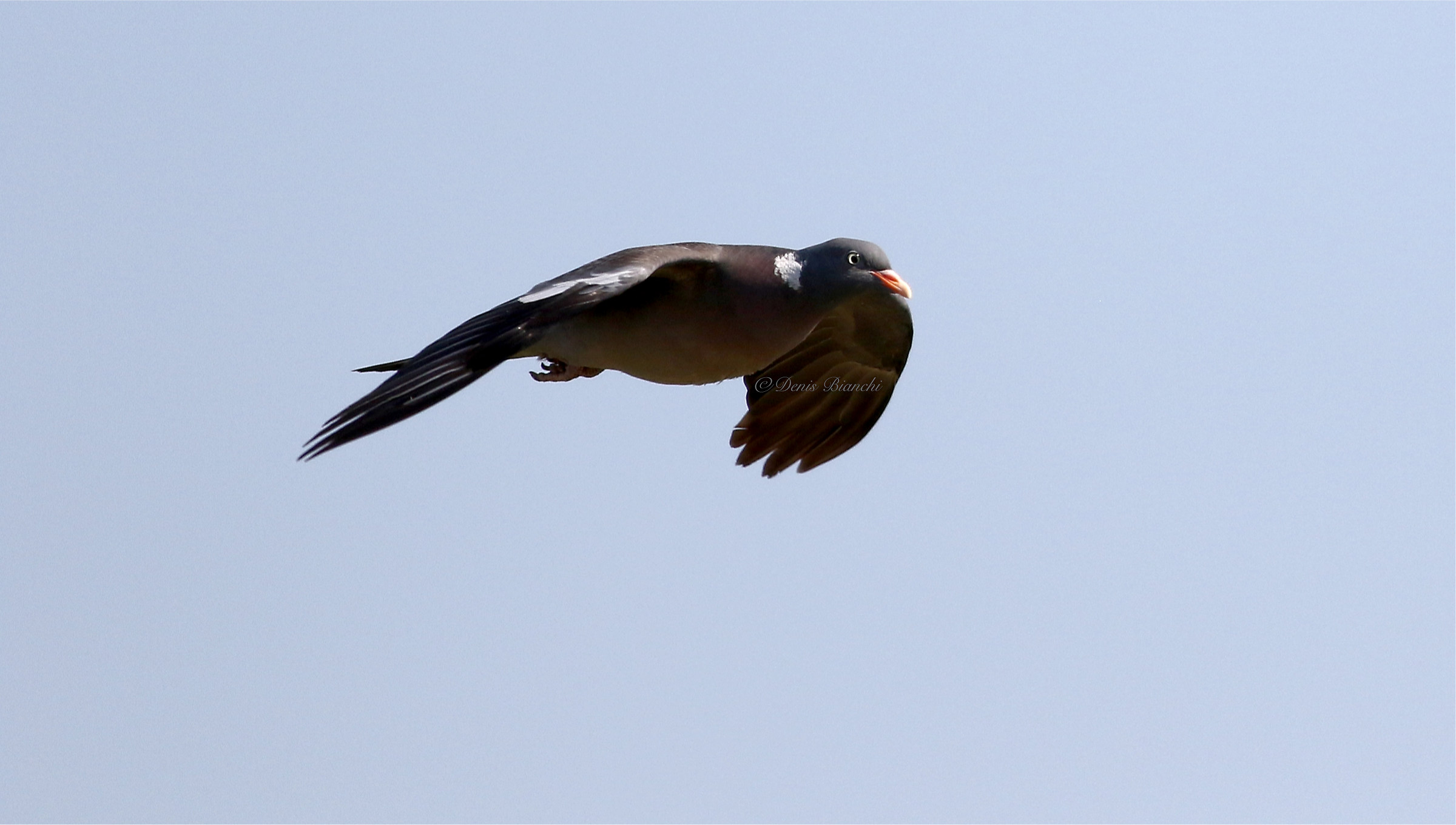 Pigeon in linear flight