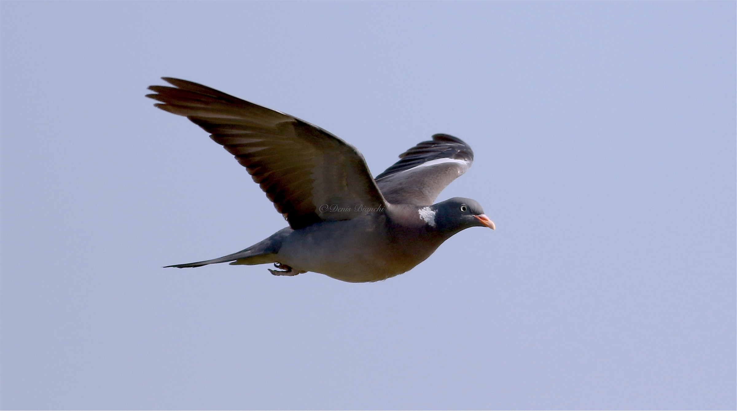 Pigeon in linear flight