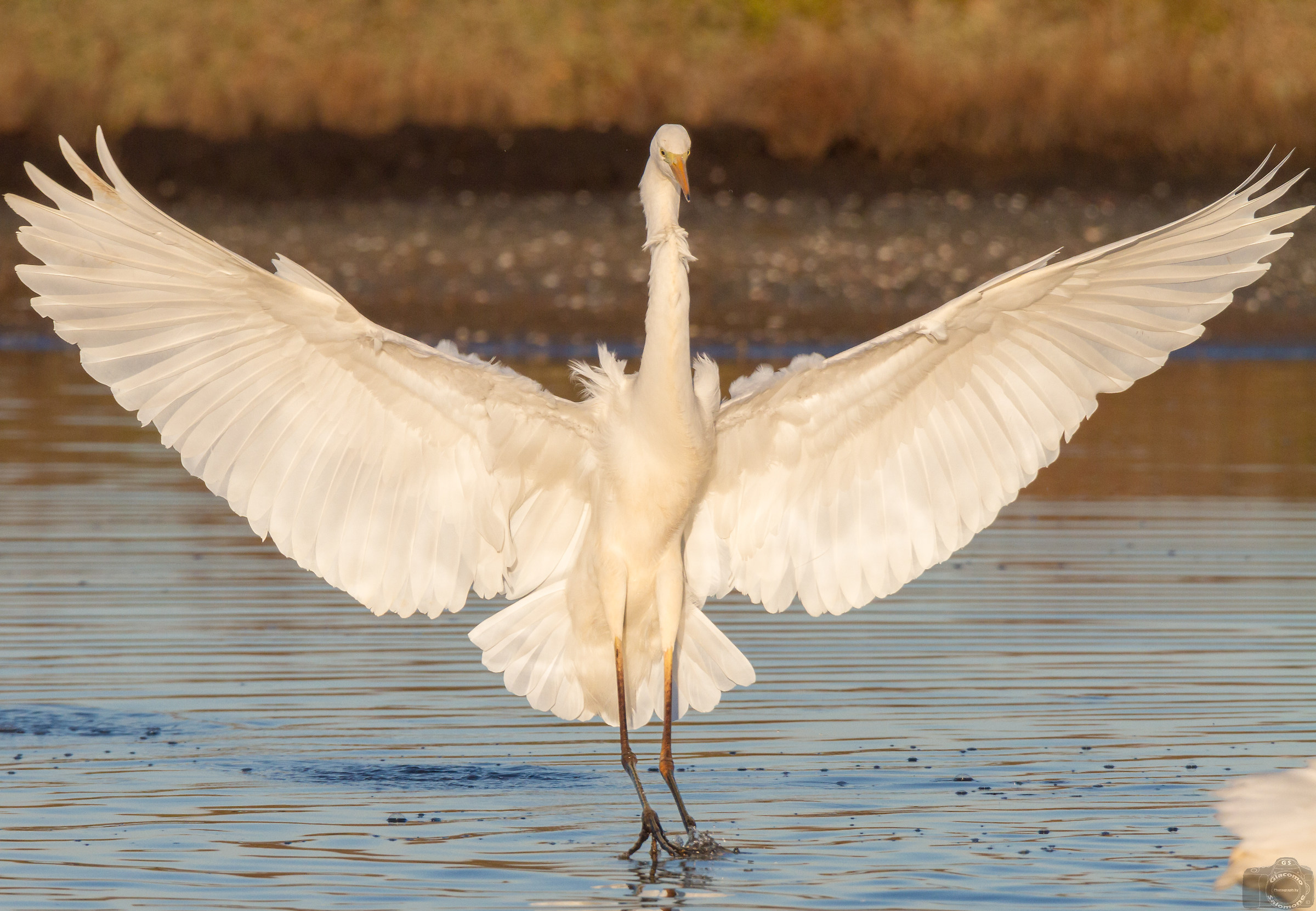 The arrival of the Great White Heron.