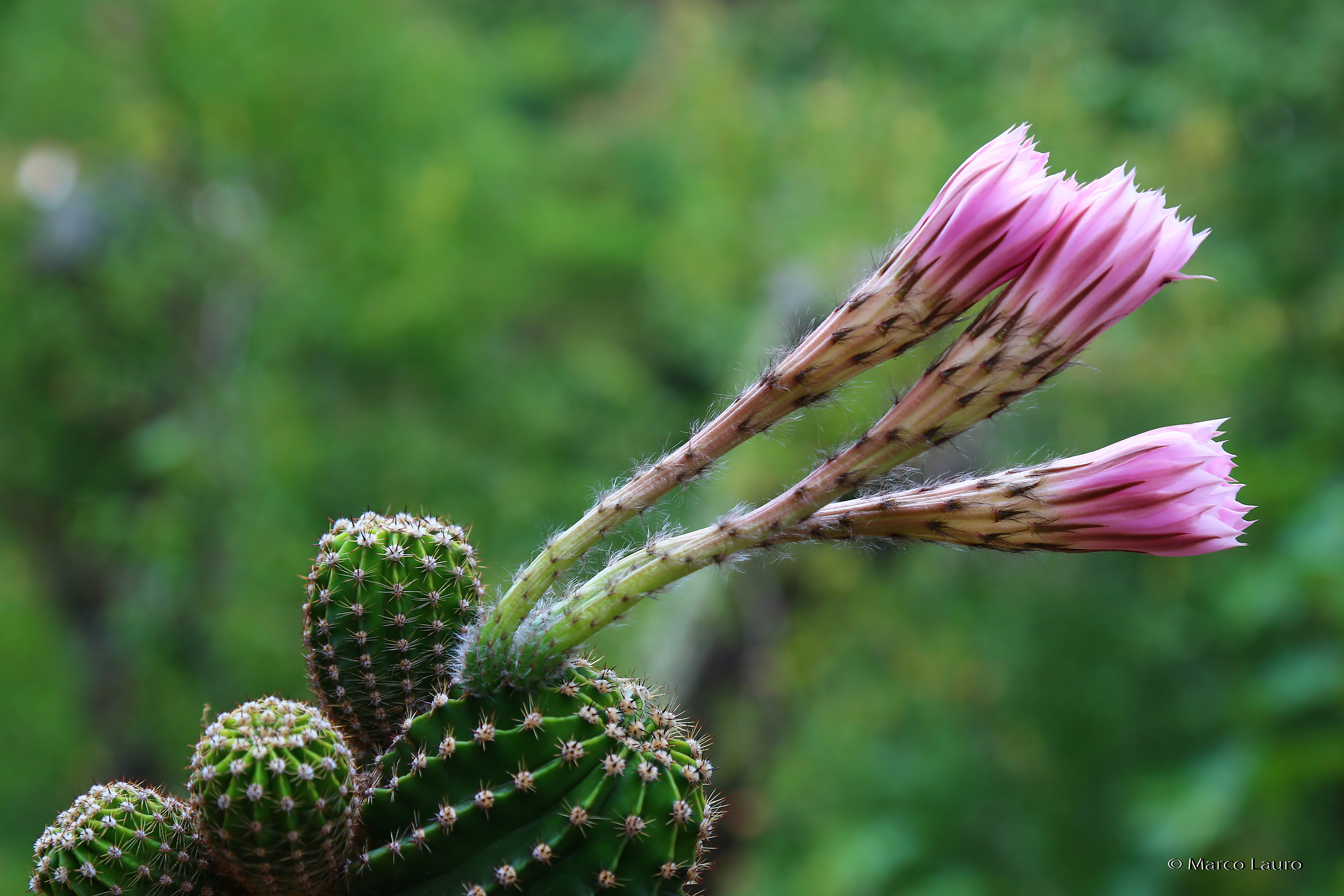 Trio of flowers