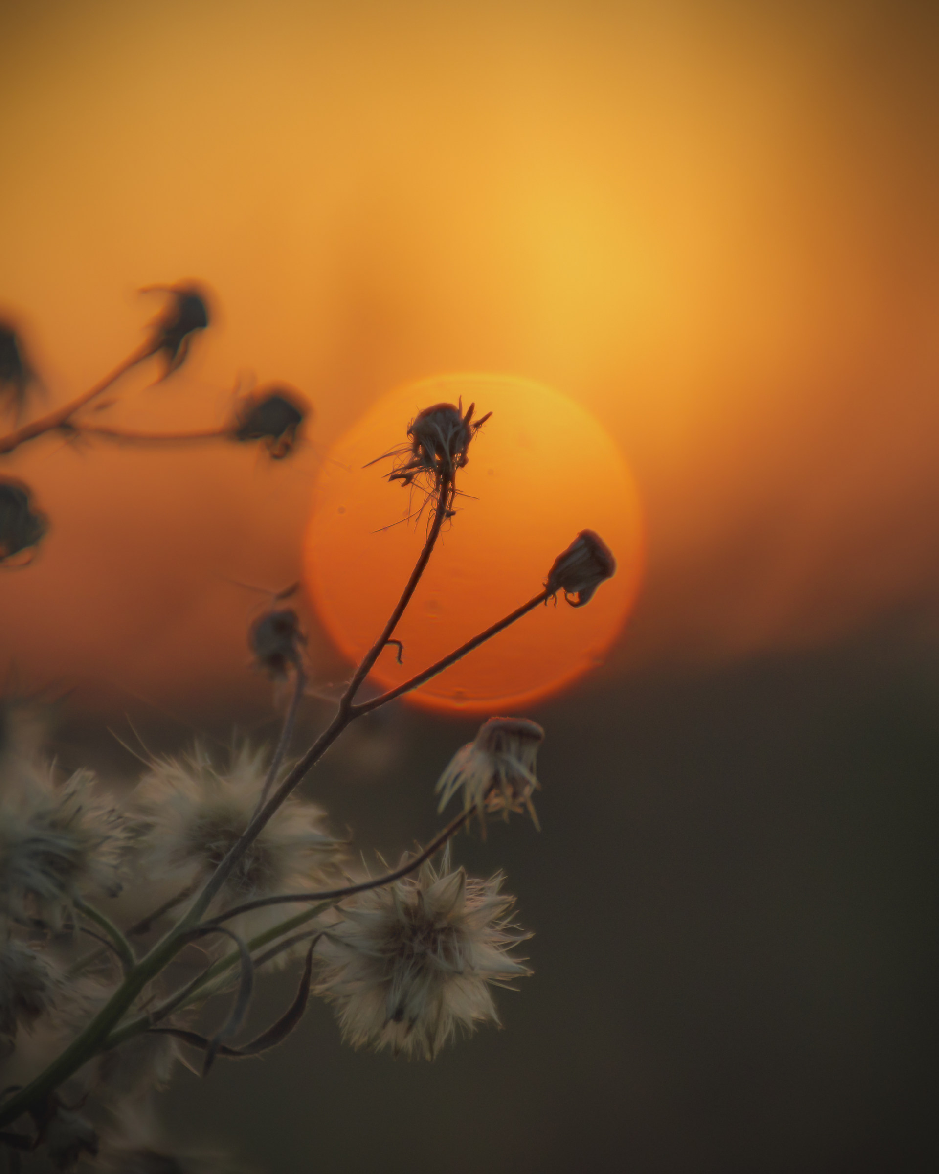 tramonto di fiori invernali