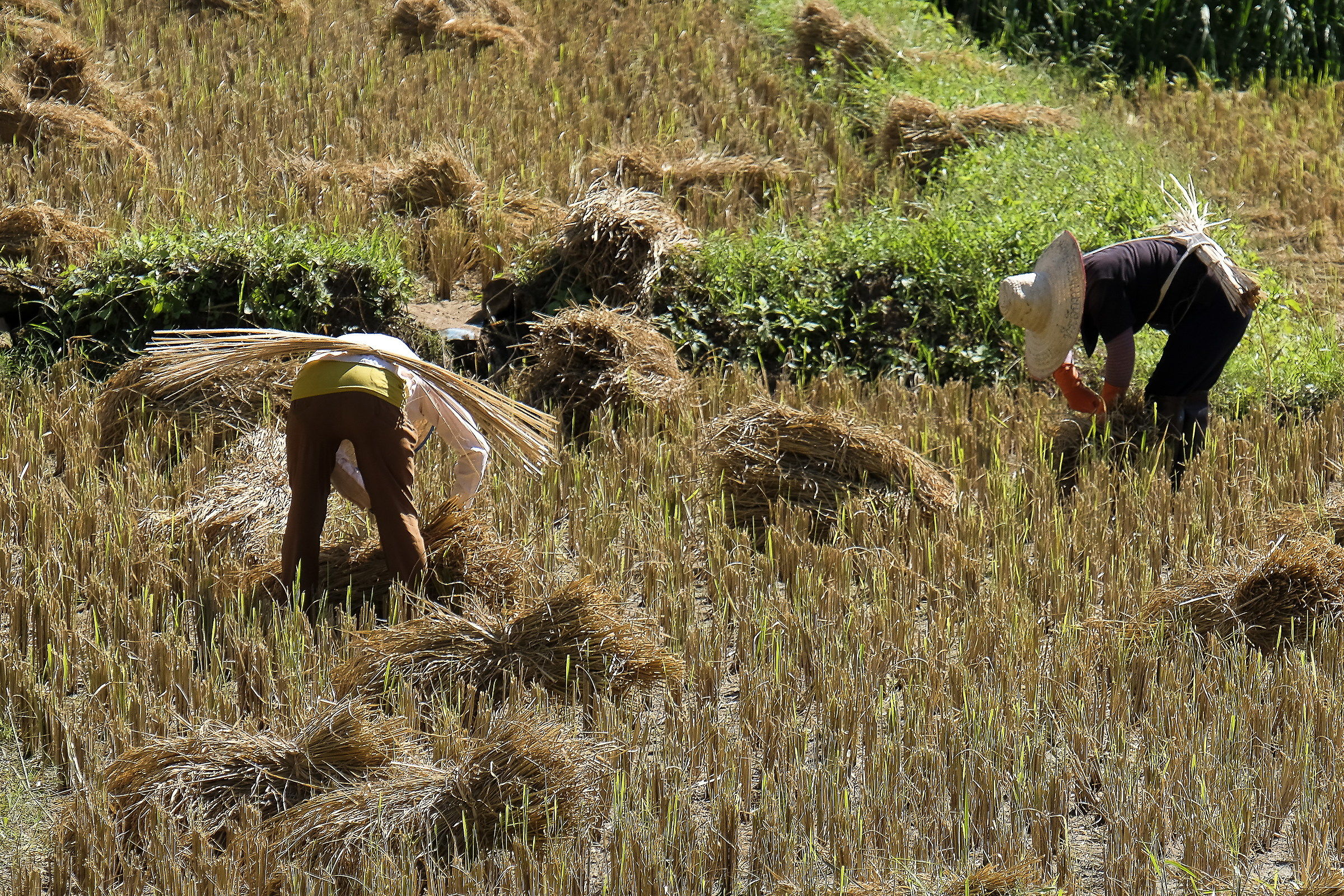 work in the paddy field