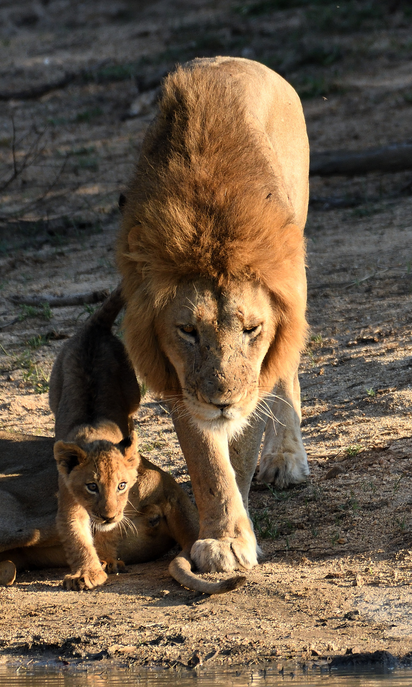 talis pater talis filius