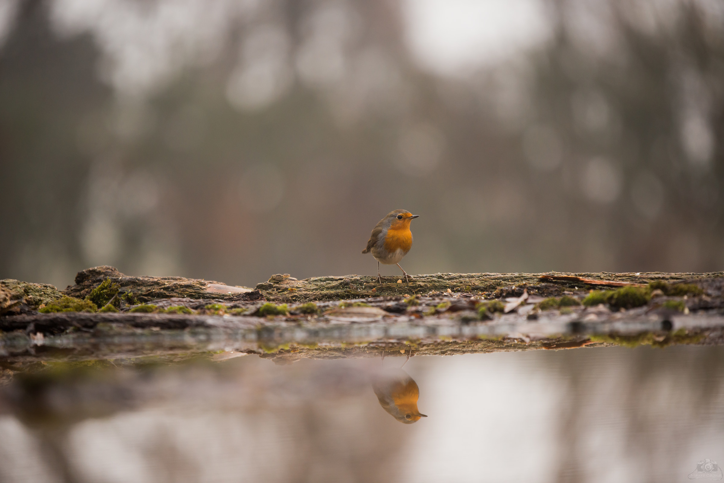 Pettirosso allo specchio