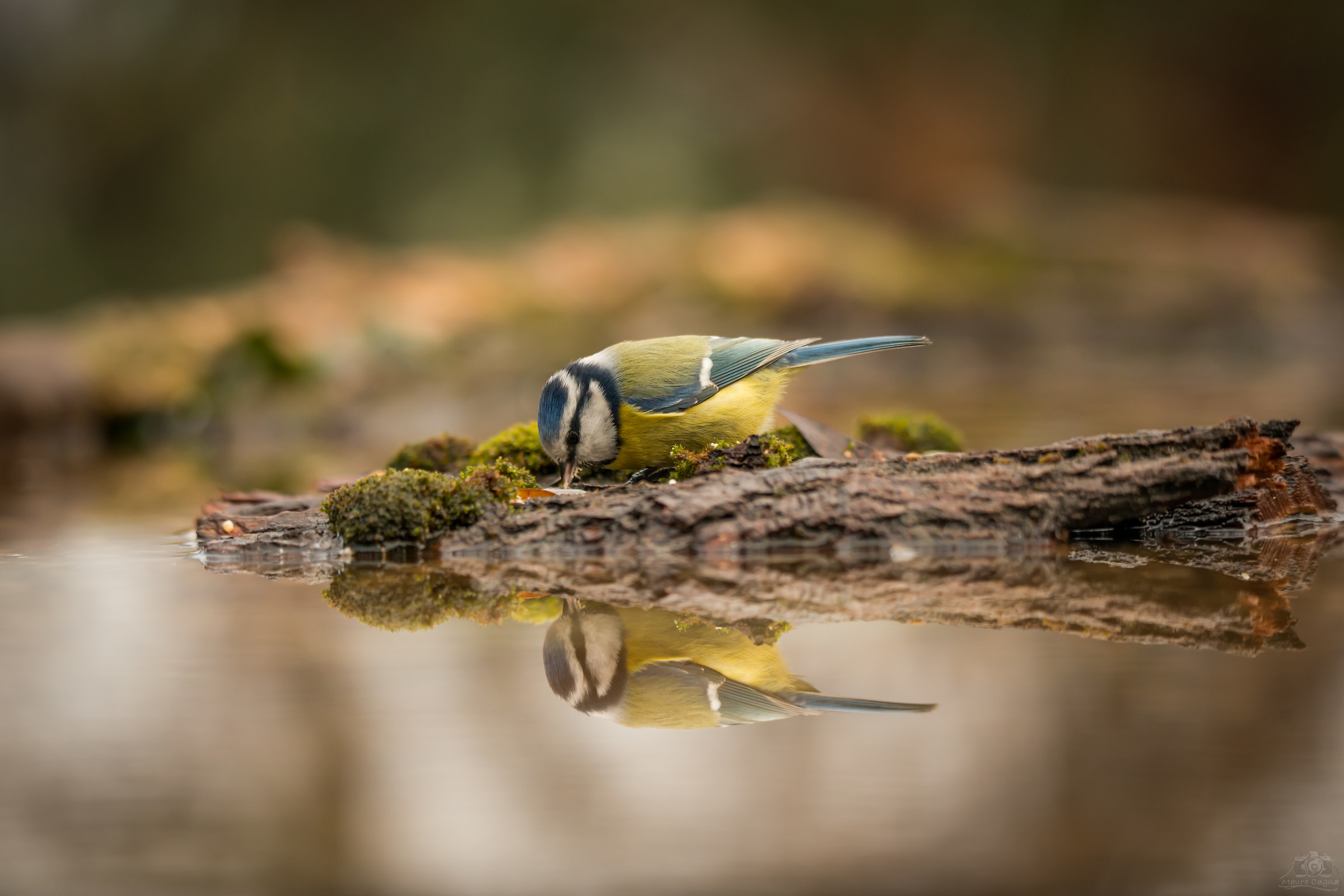 Blue tit in search of food