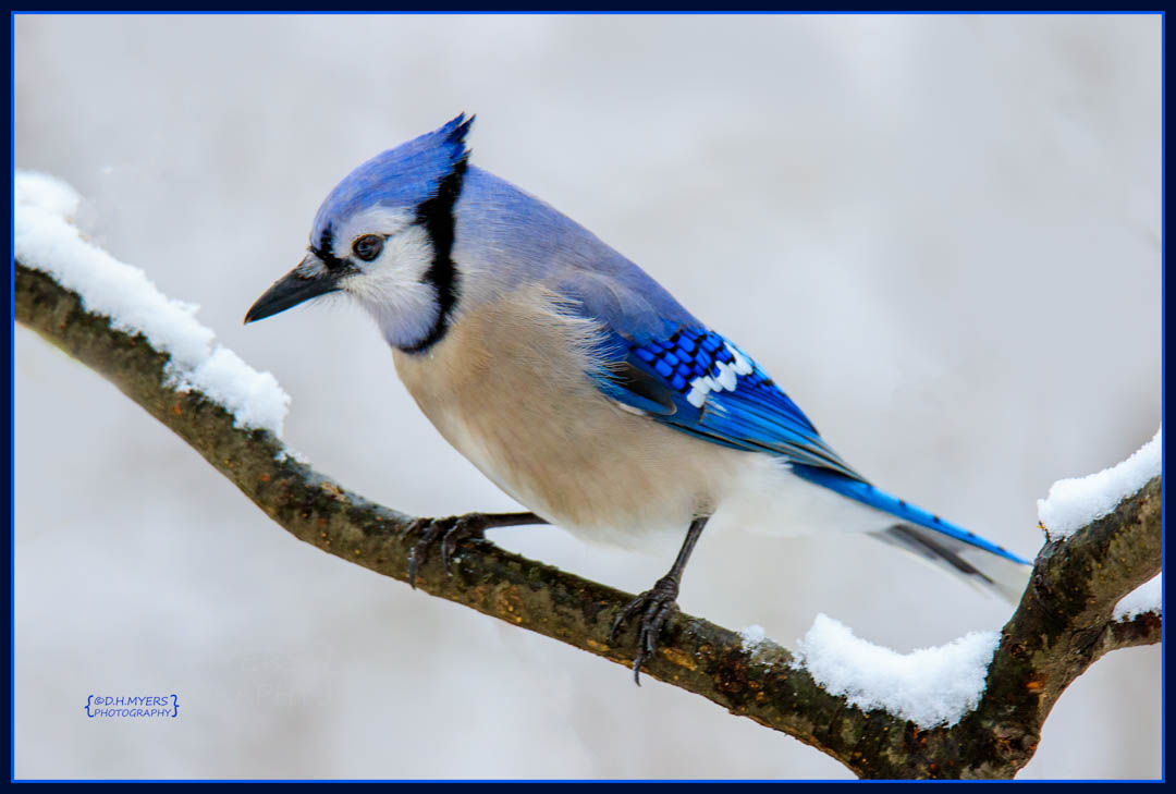 Blue Jay