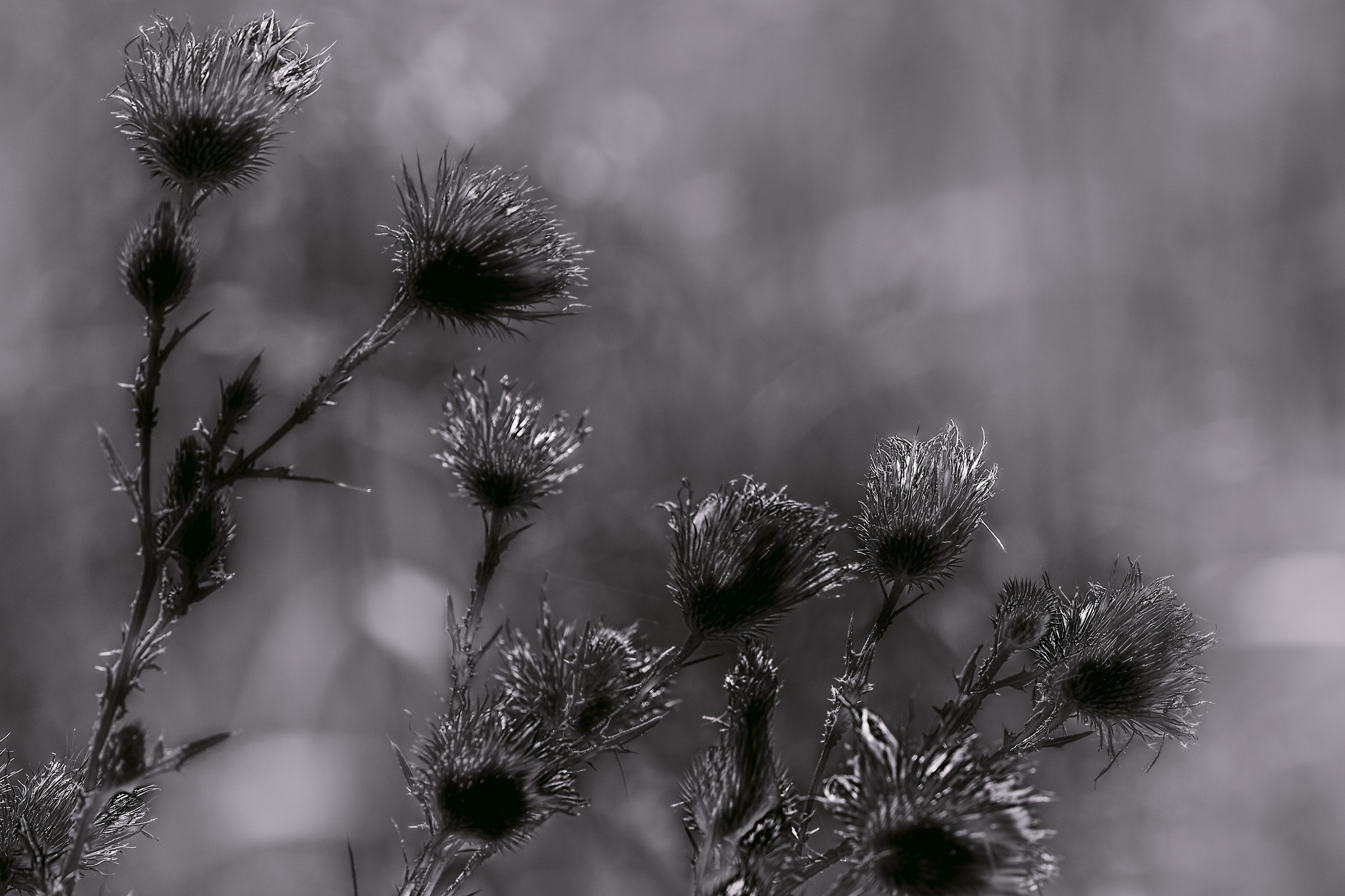Fiori secchi nella nebbia mattutina in Lomellina