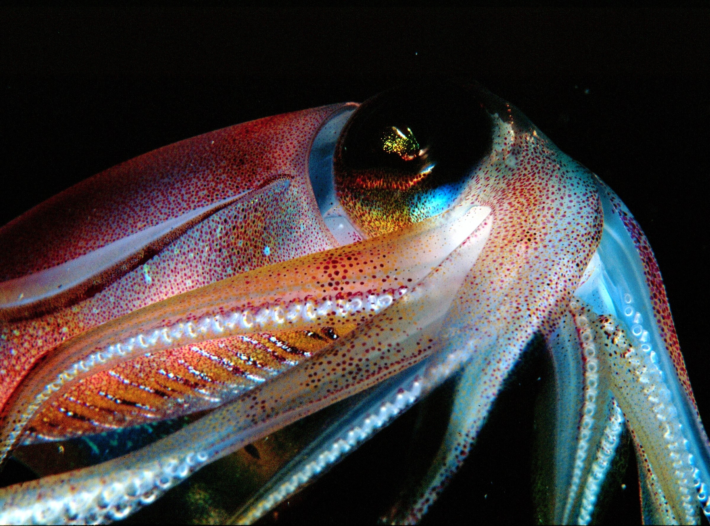 The King of Transformism