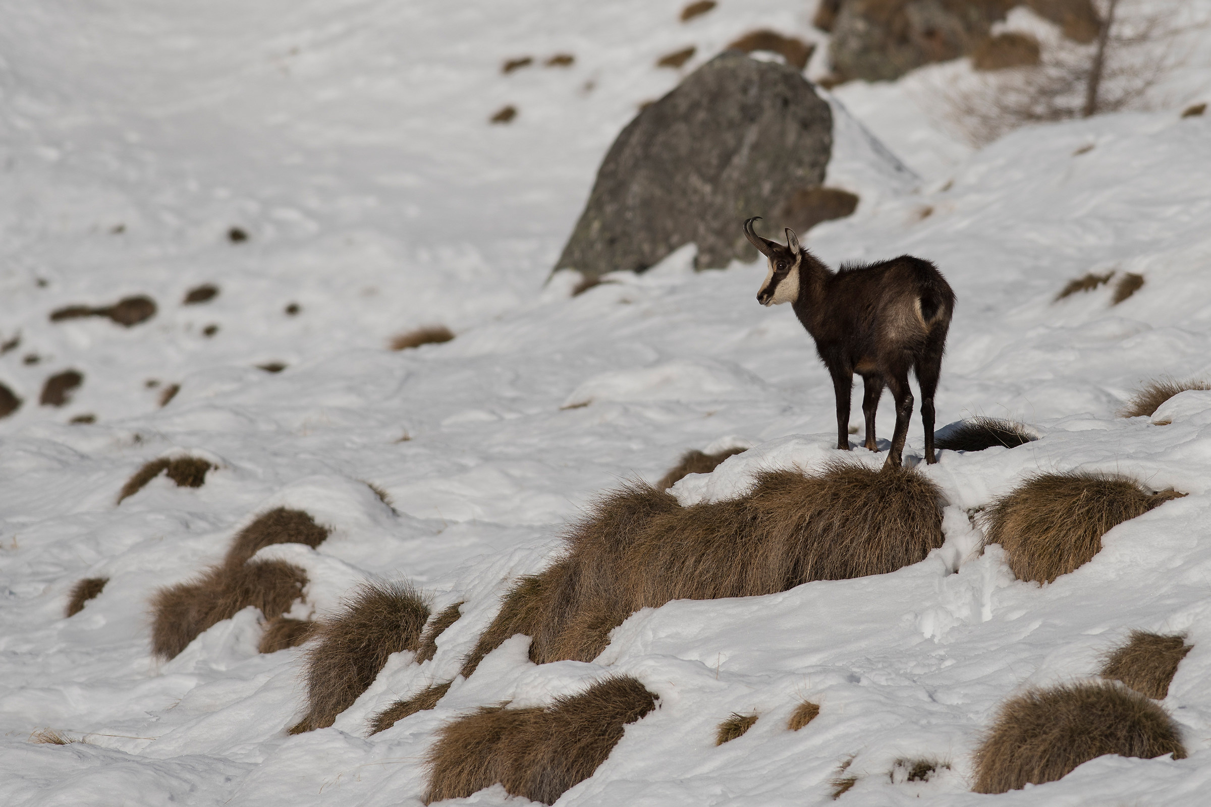Winter chamois