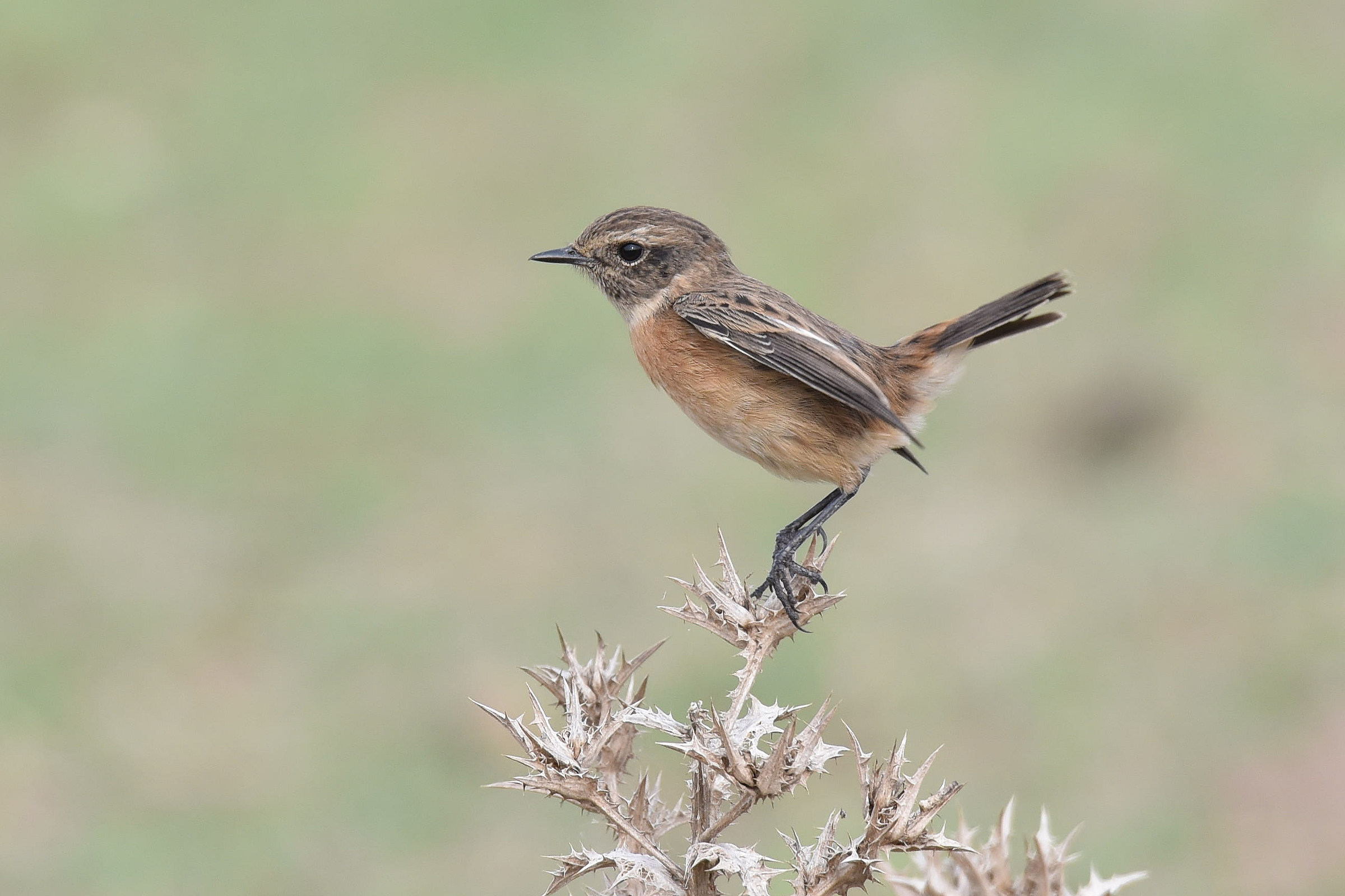 Stonechat (female)
