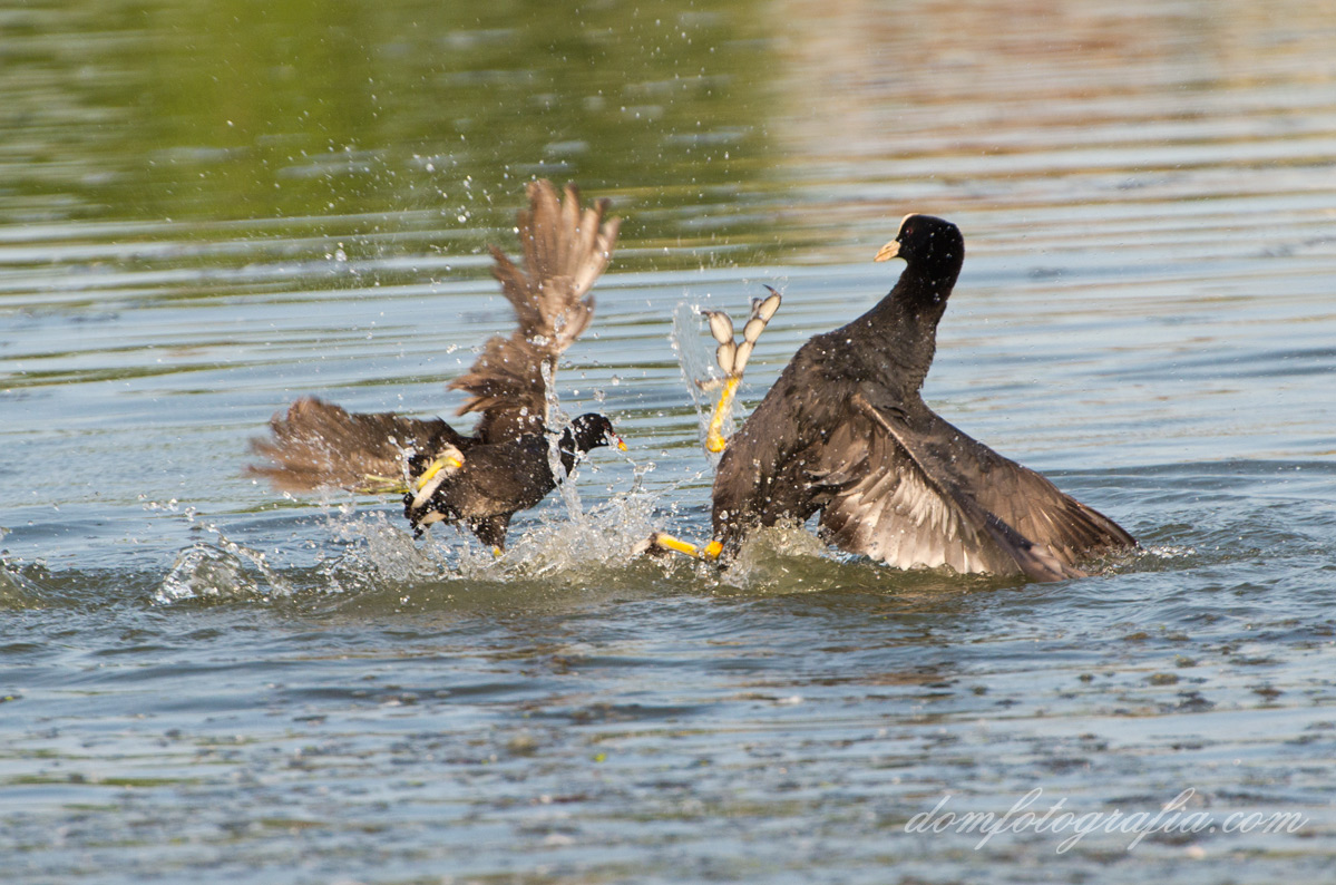 Coot vs Galinella