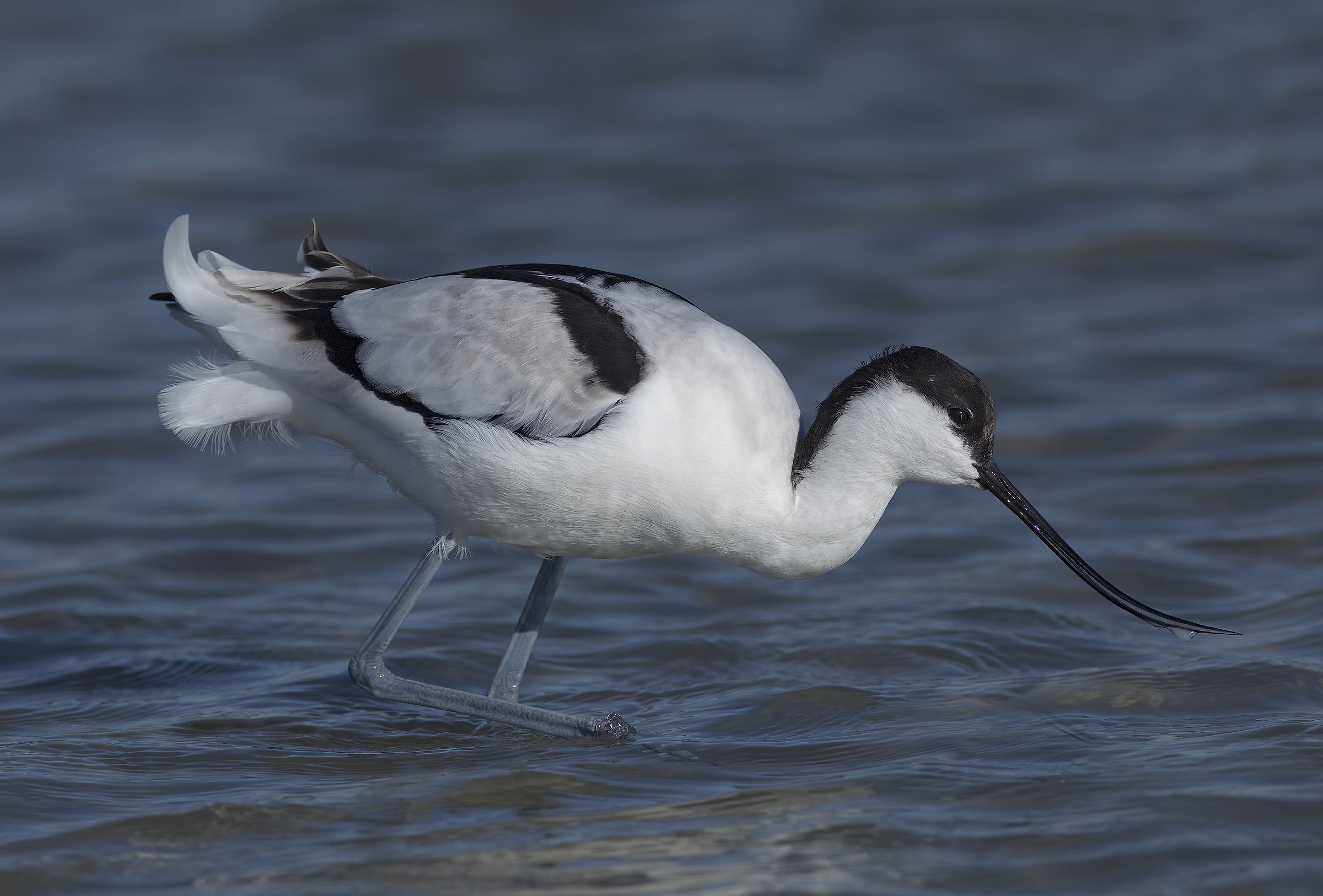 avocetta (recurvirostra avosetta)