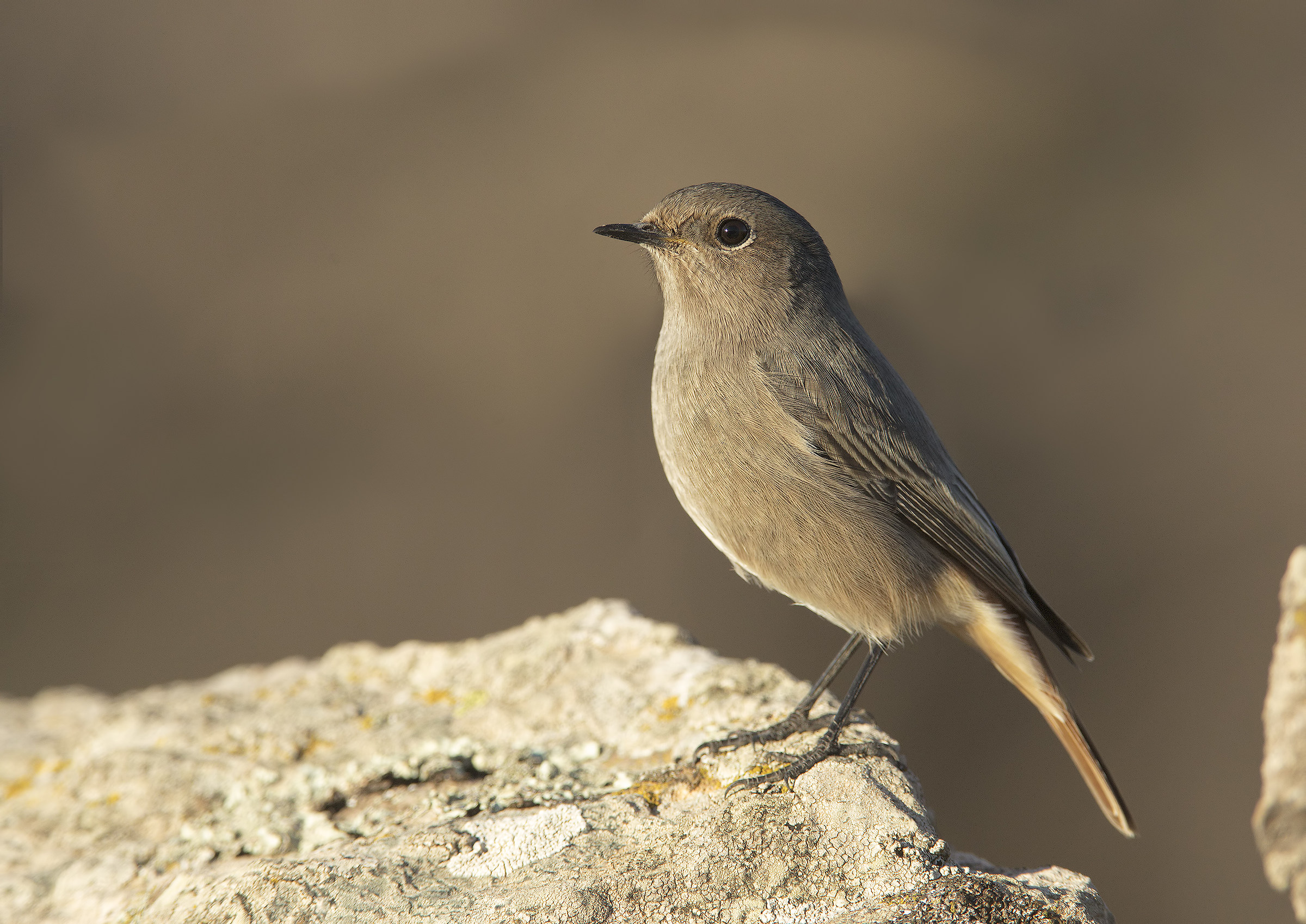 codirosso spazzacamino (phoenicurus ochruros)
