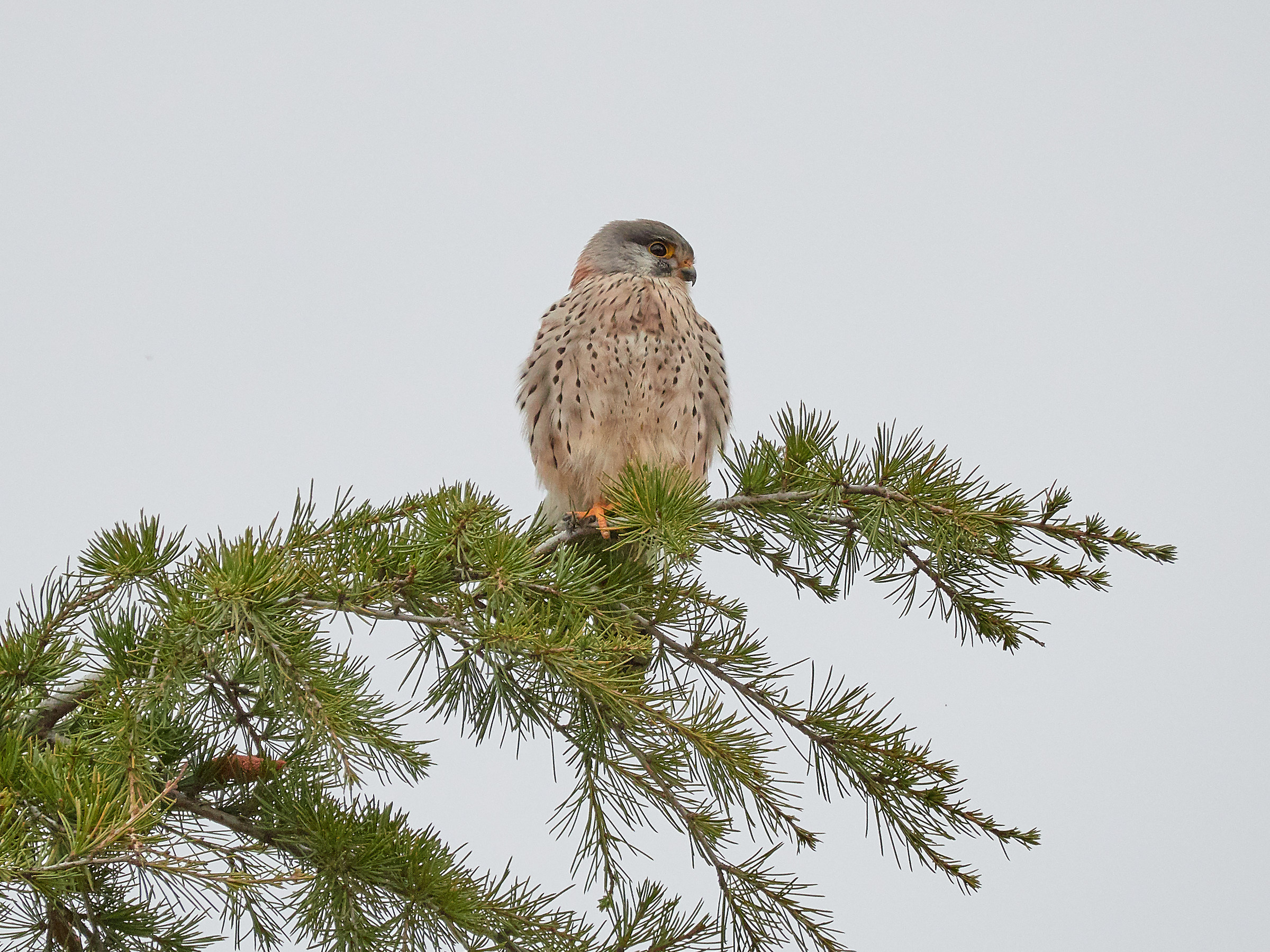 Kestrel