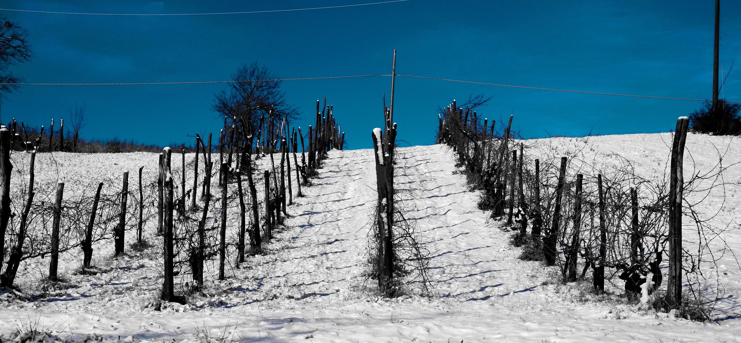 la pace della vendemmia