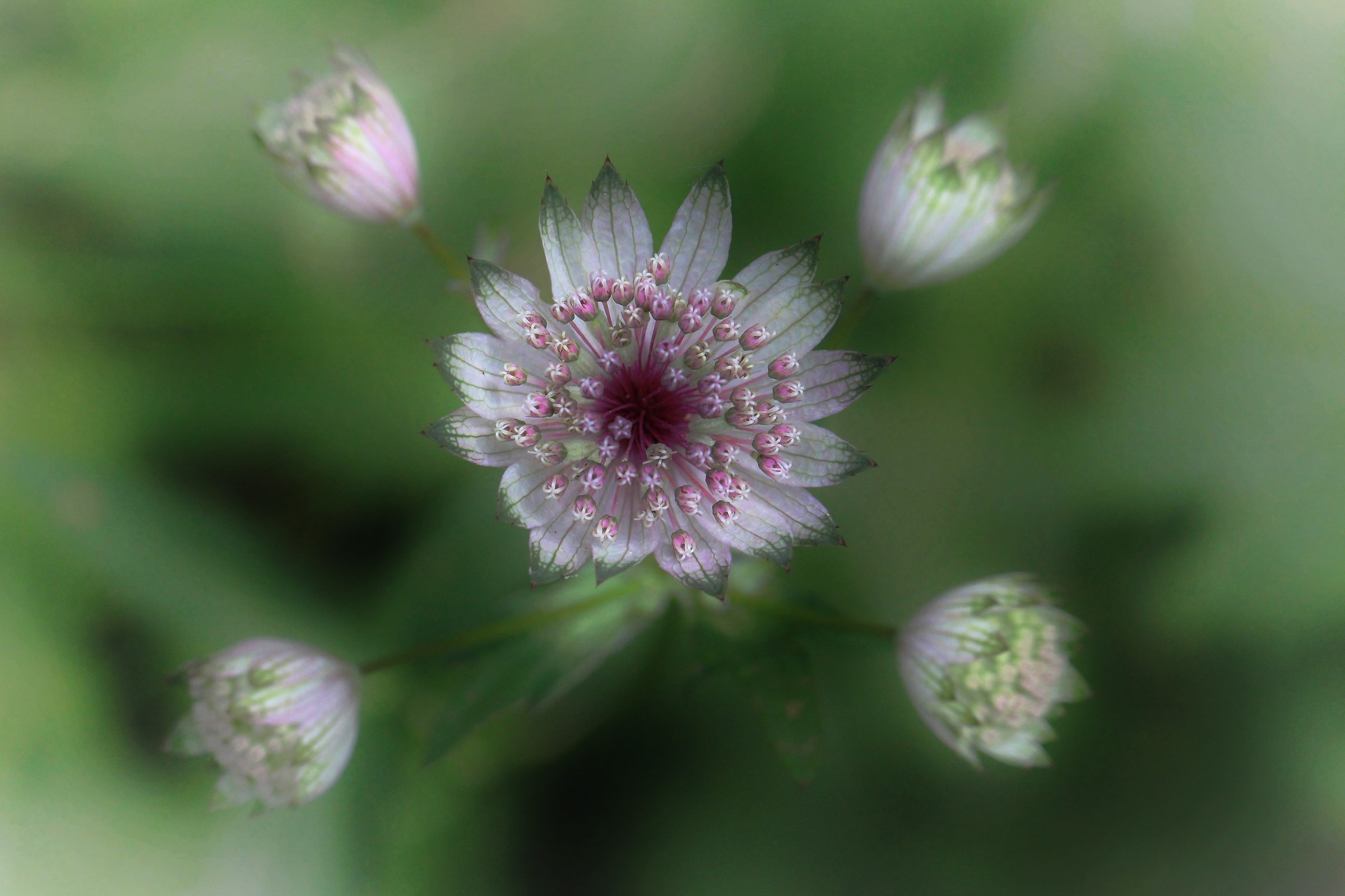 Astrantia major