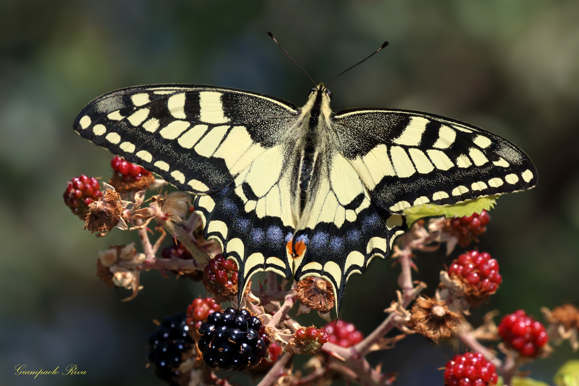 Freemason and blackberries