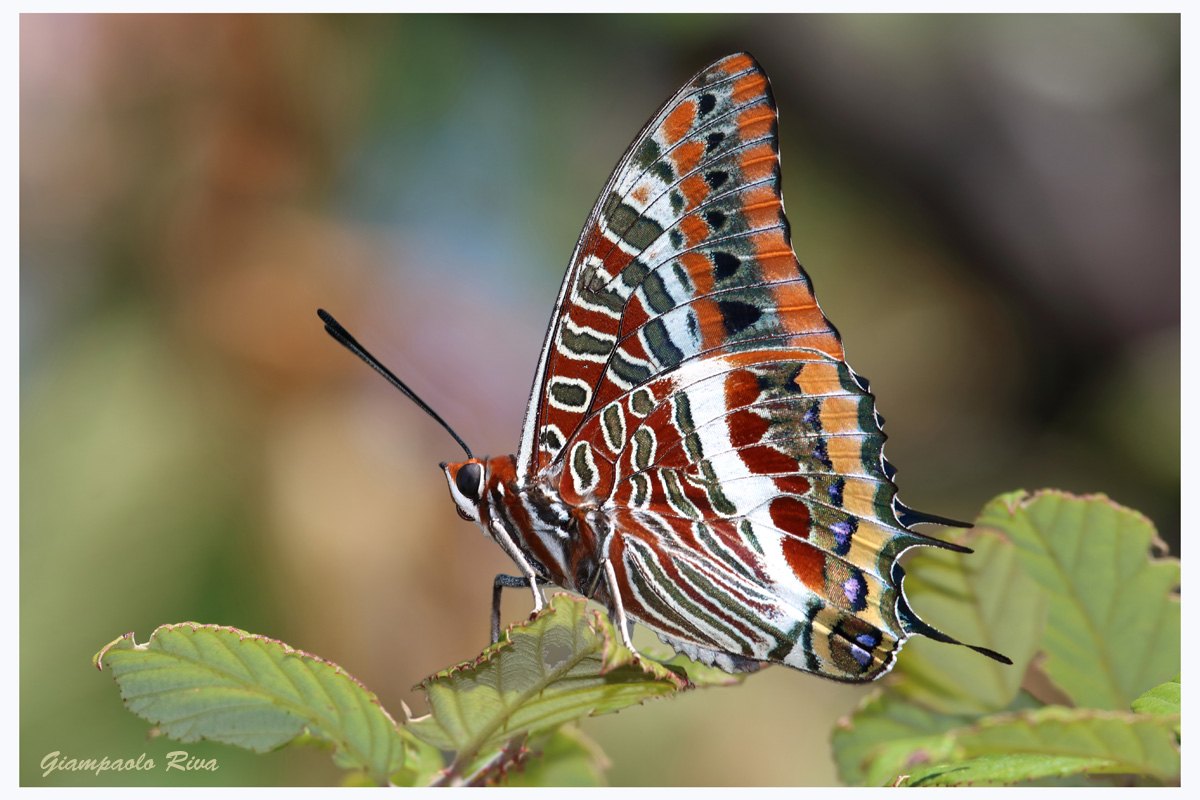 Charaxes jasius