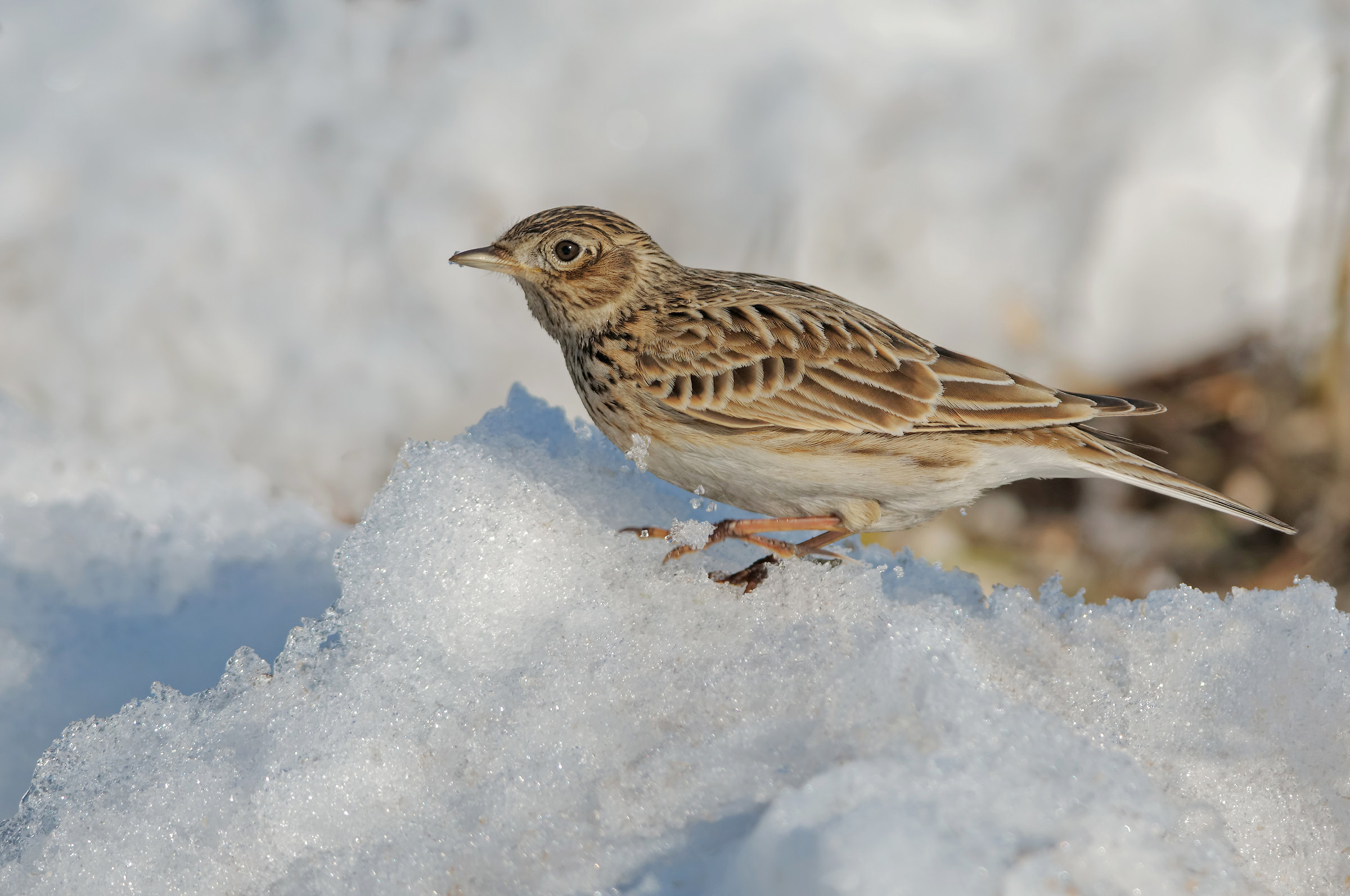 Skylark (Alauda arvensis)