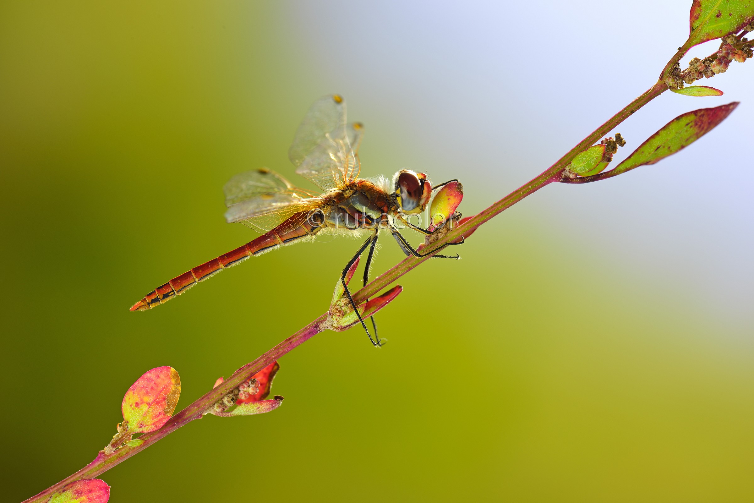 Un controluce al Synpetrum