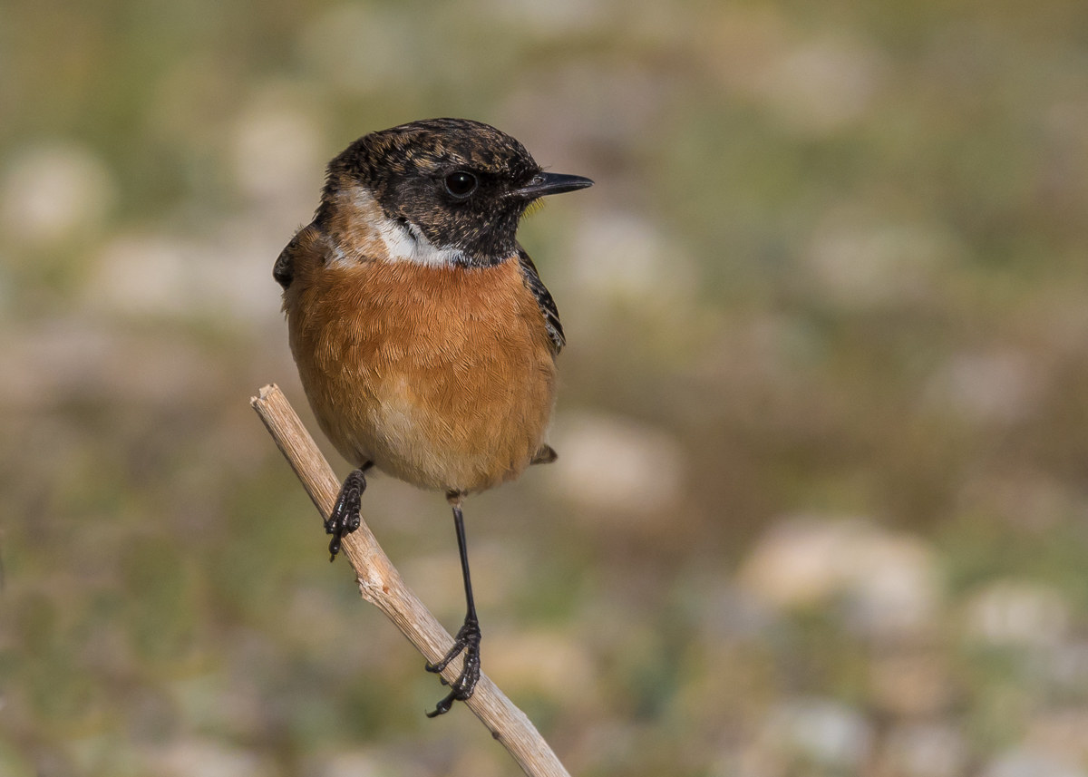 Stonechat (male)