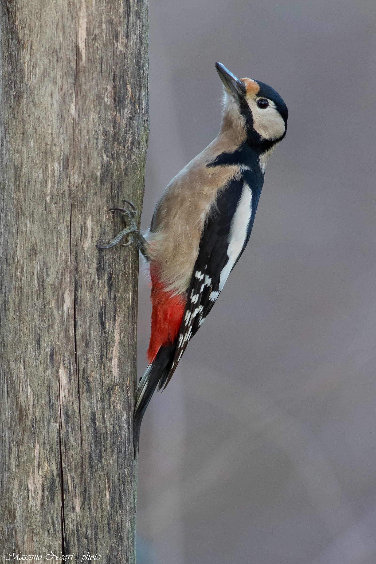 red woodpecker