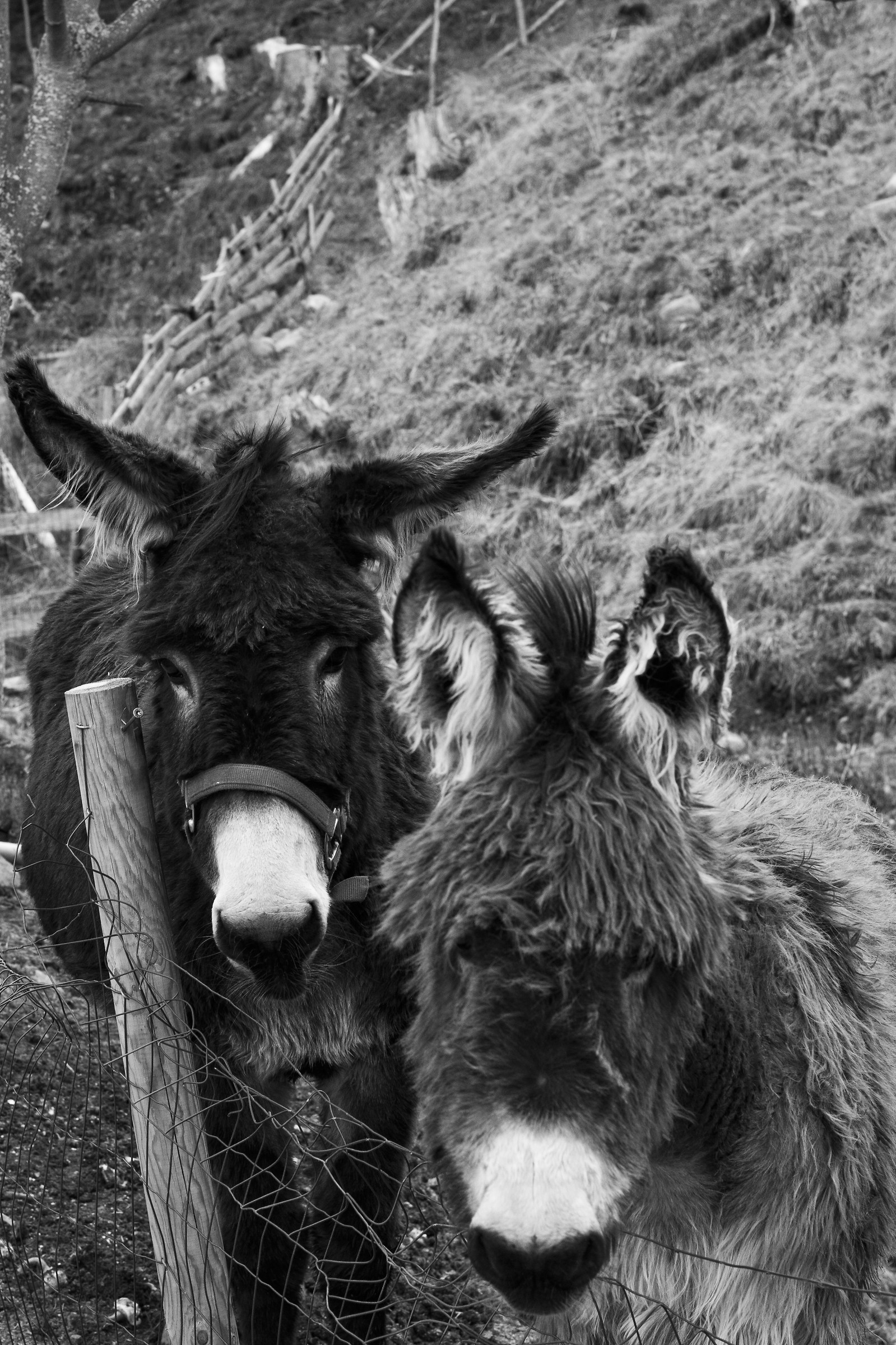 Donkeys