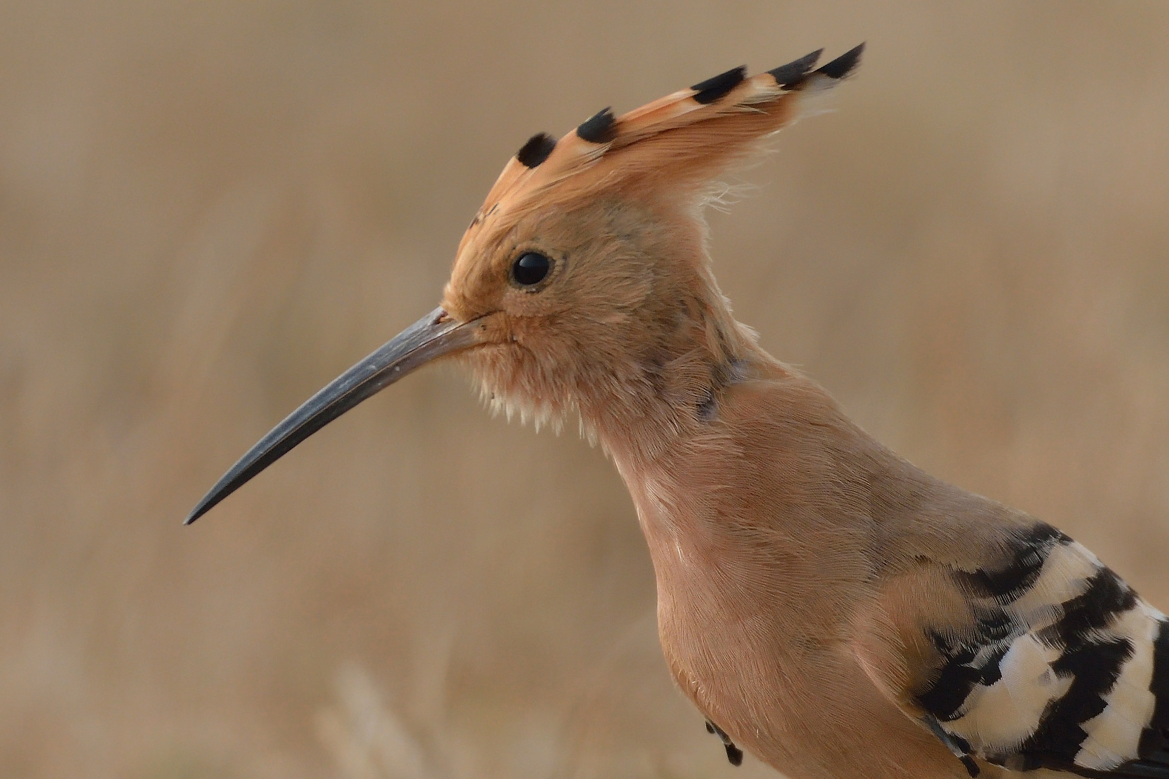 Hoopoe