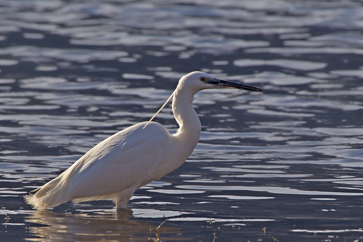 Little Egret Egretta