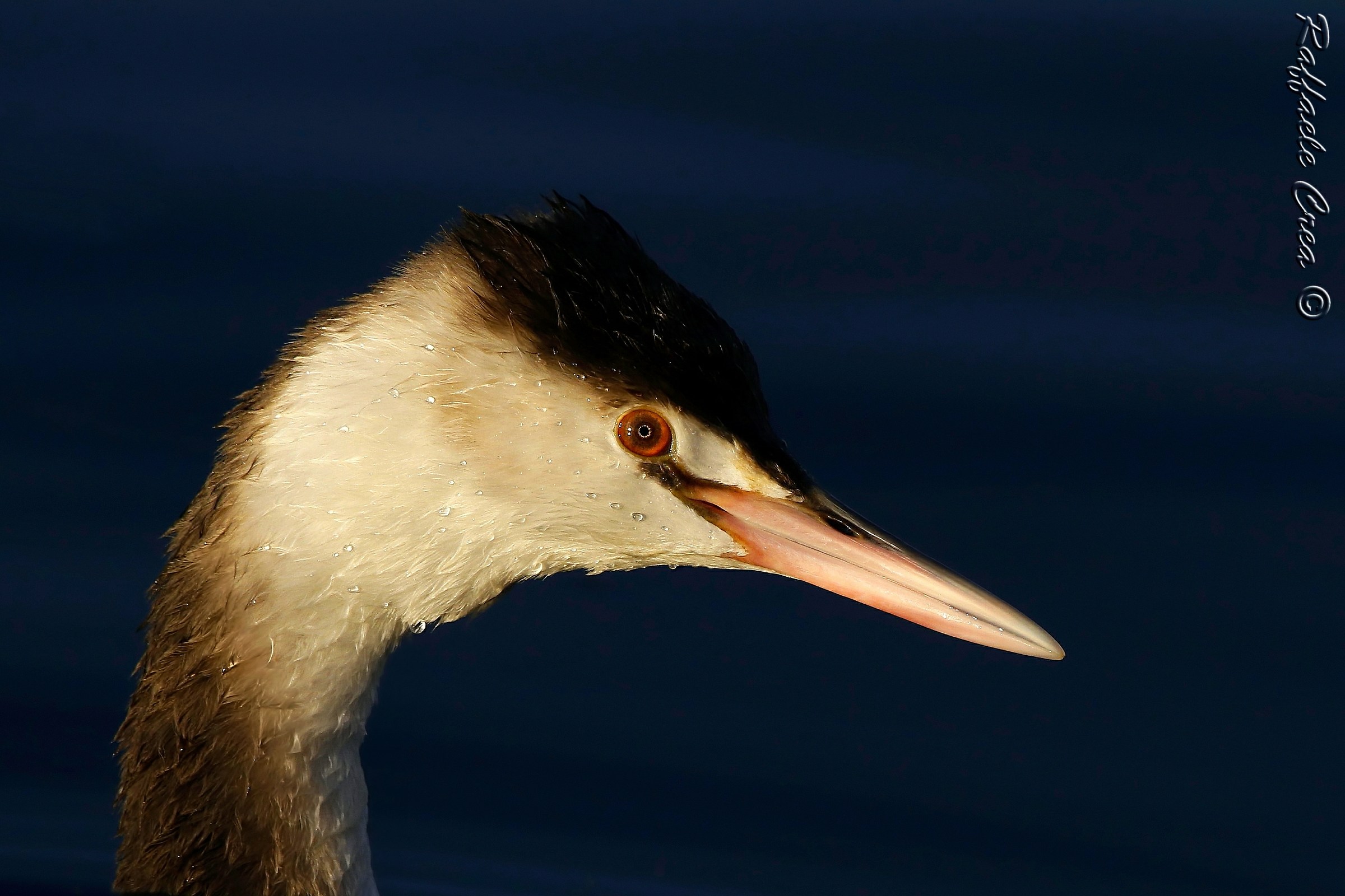 Svasso Maggiore in abito invernale