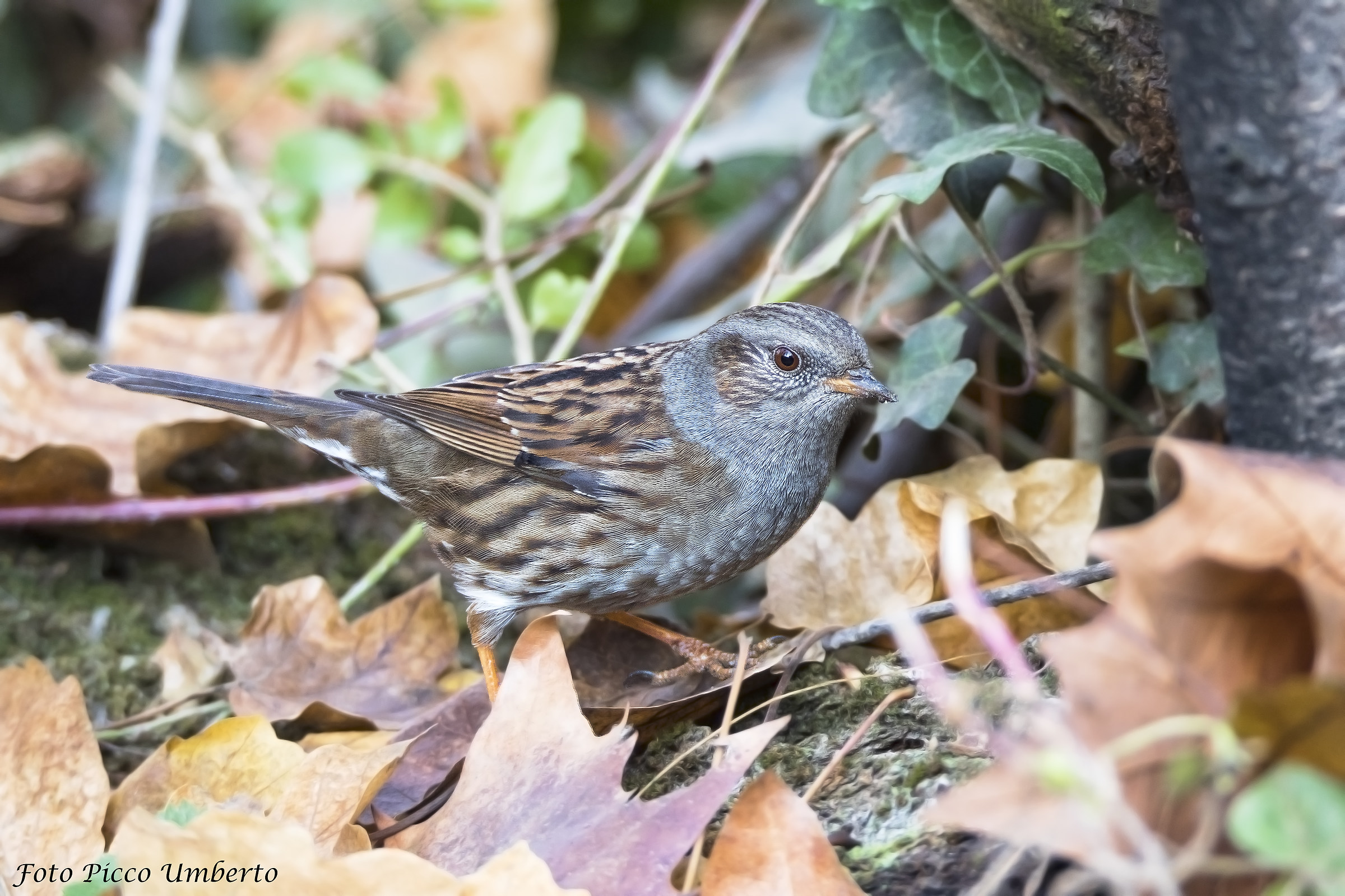 passera scopaiola nel sotto bosco