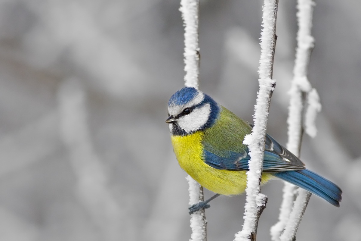 Leggera come la brina