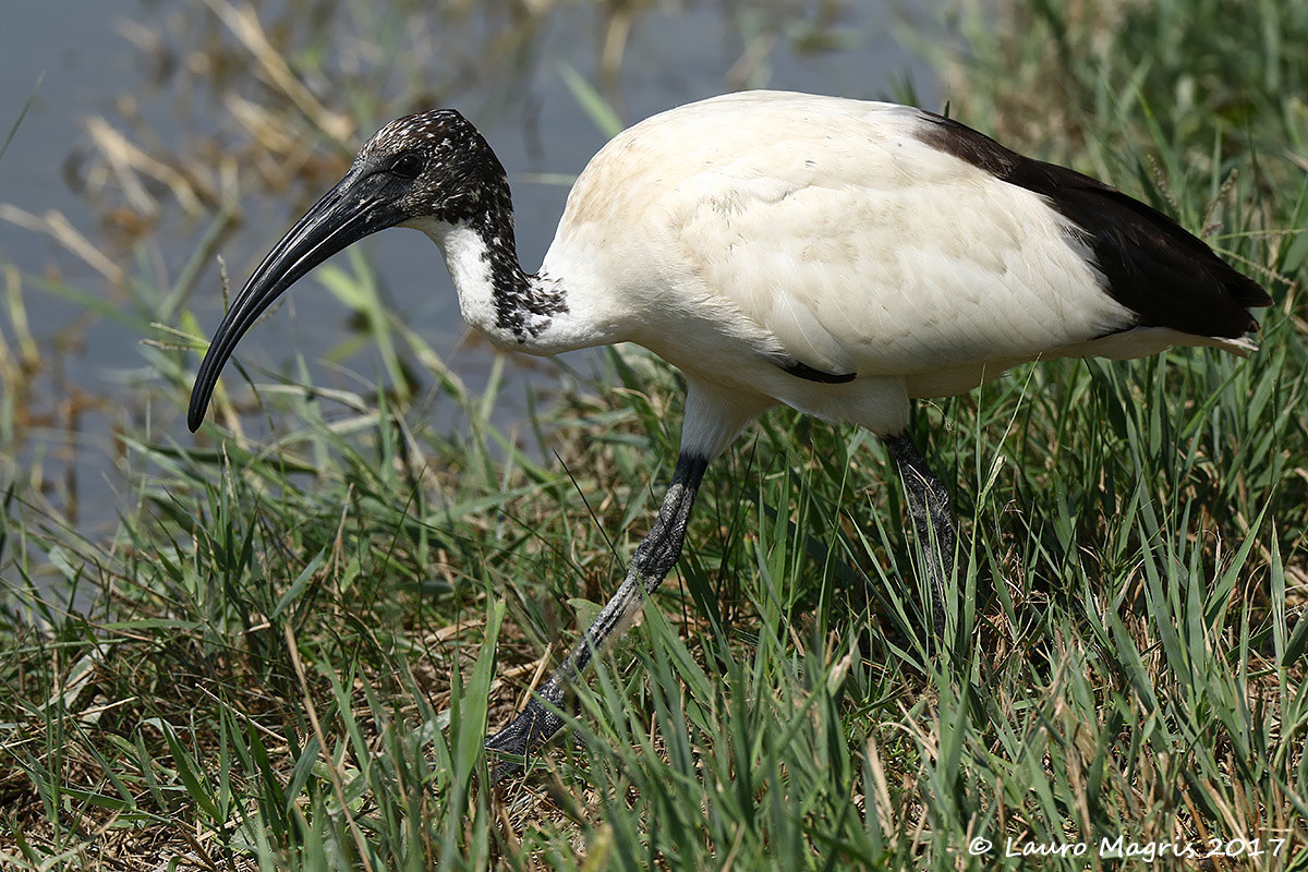 Sacred Ibis