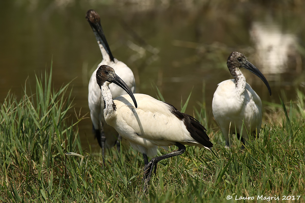 Ibis sacri