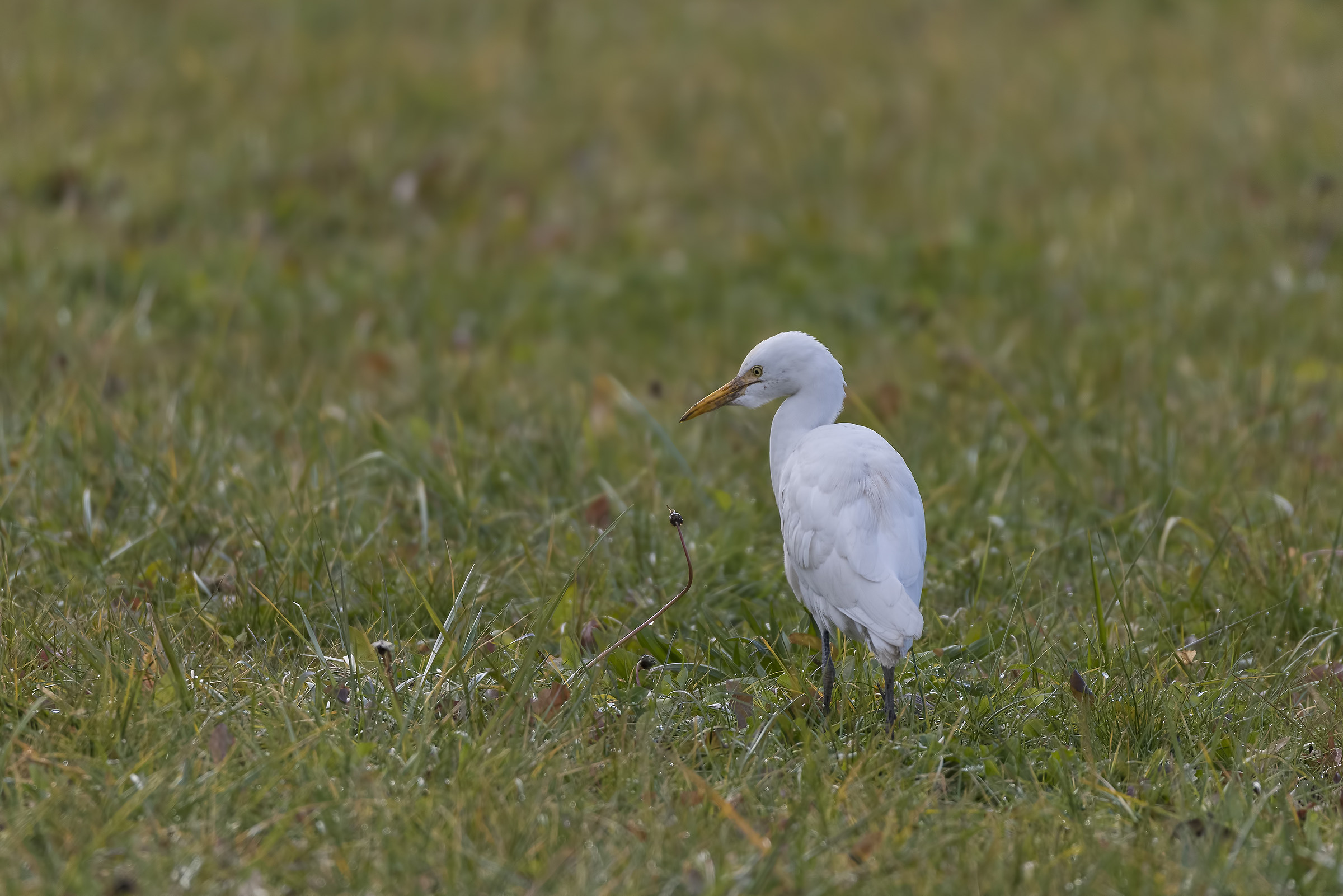 Egrets