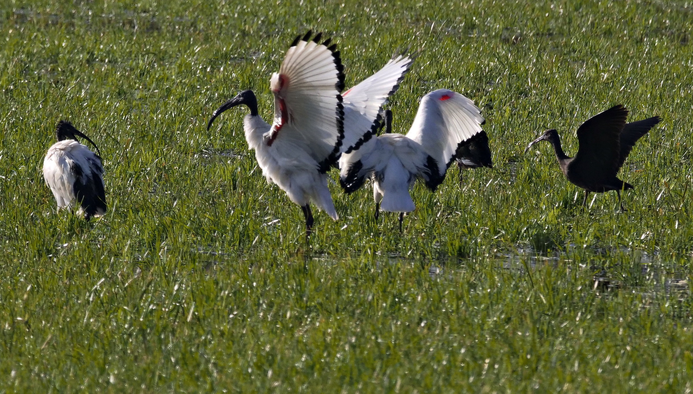 ibis sacro & mignattaio