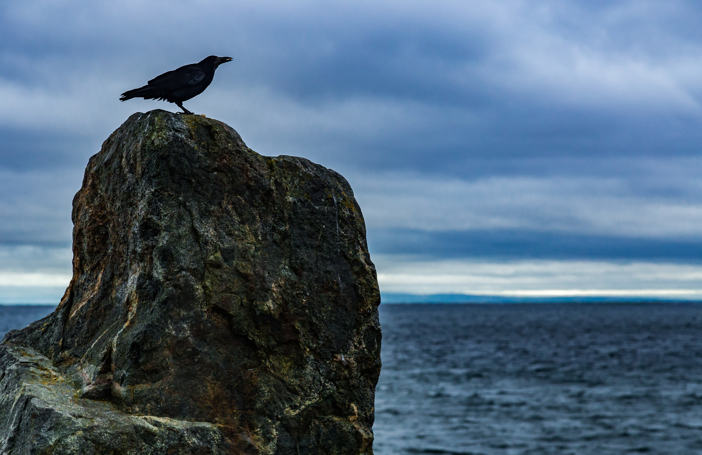 Corvo della Galway Bay