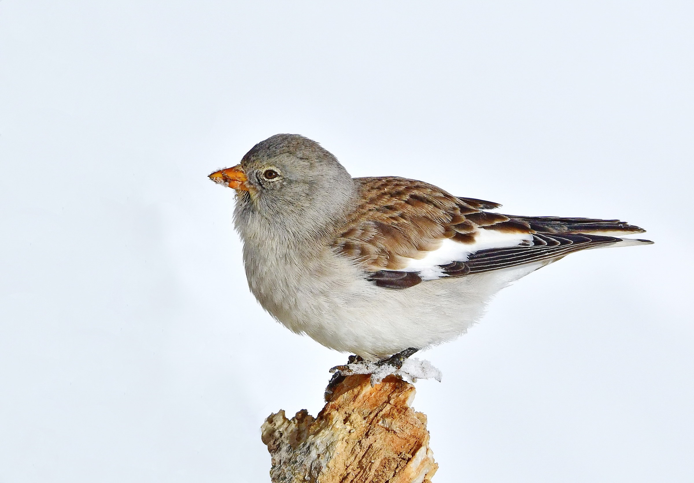 Montifringilla nivalis