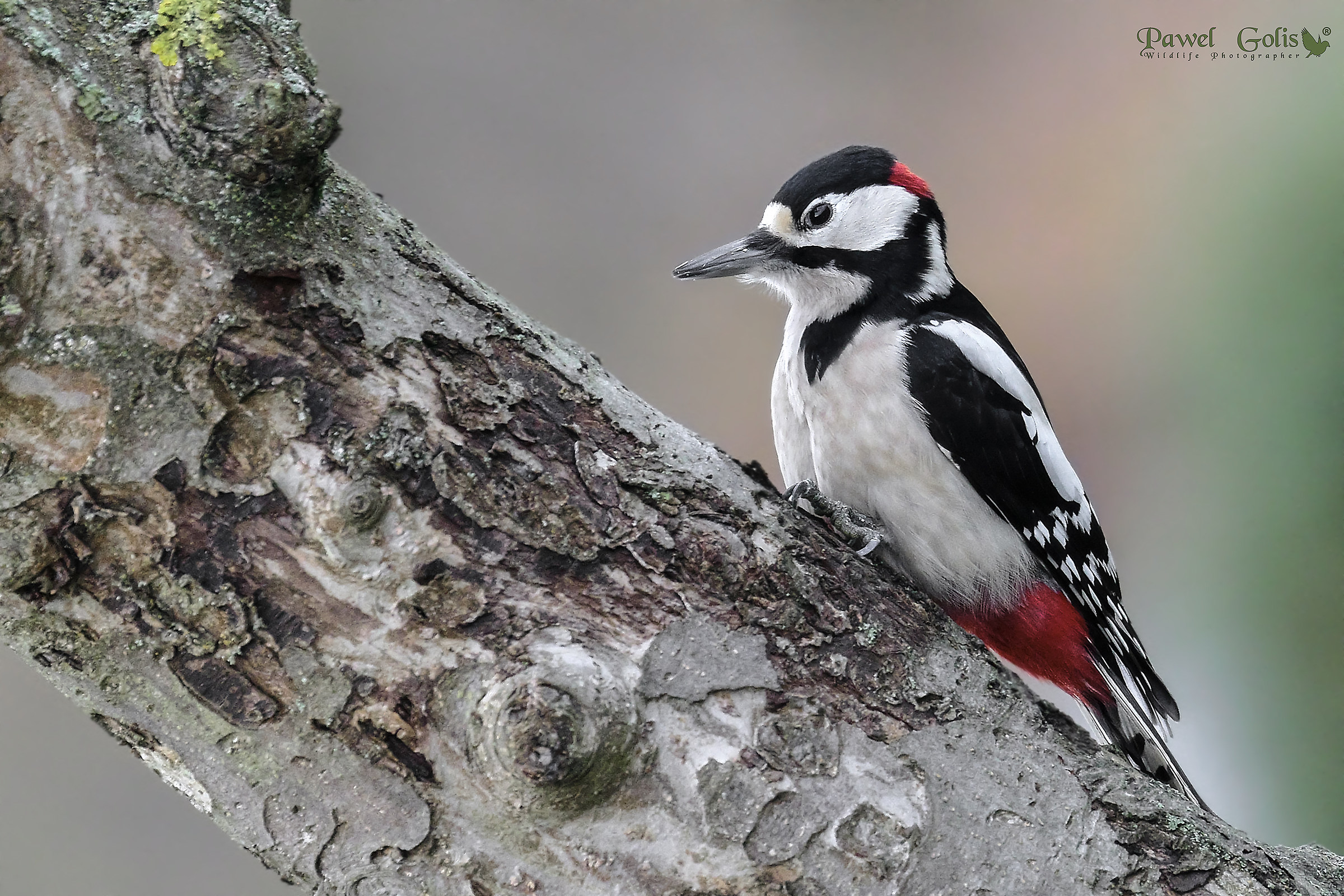 The great spotted woodpecker (Dendrocopos major)