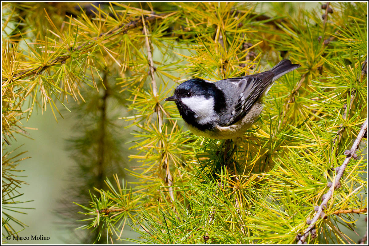 Parus ater - Cincia mora