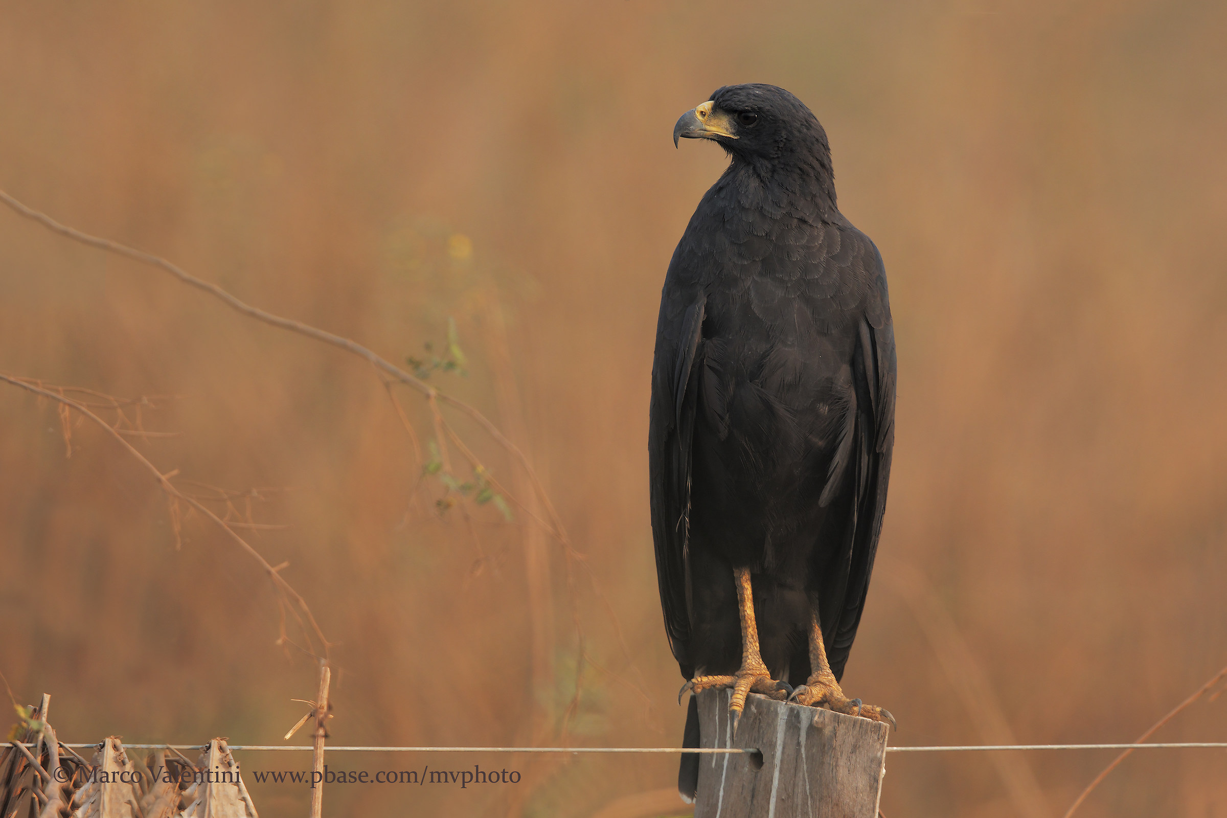 Greater black buzzard