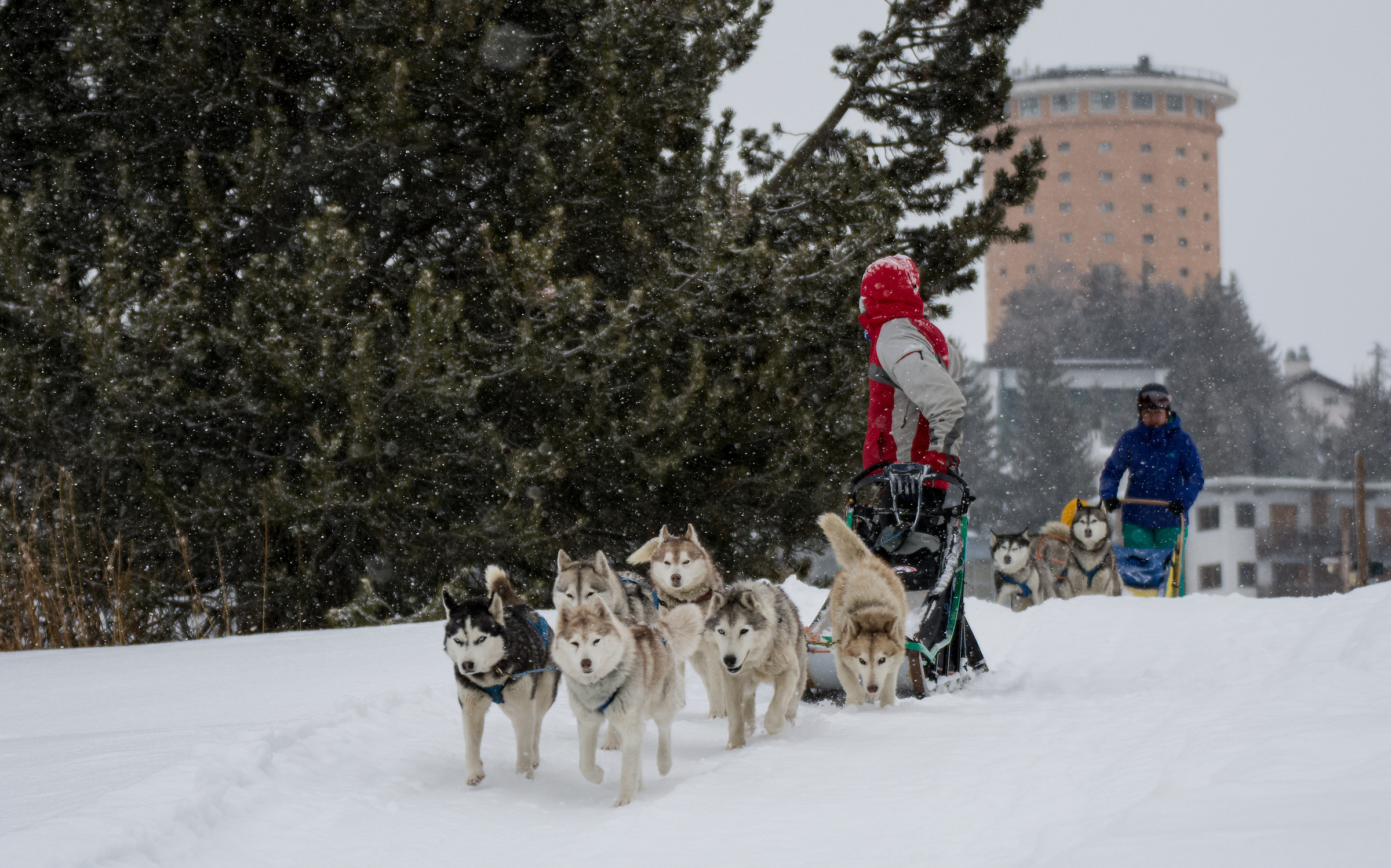 Snowy day at the Sleddog Center in Sestriere