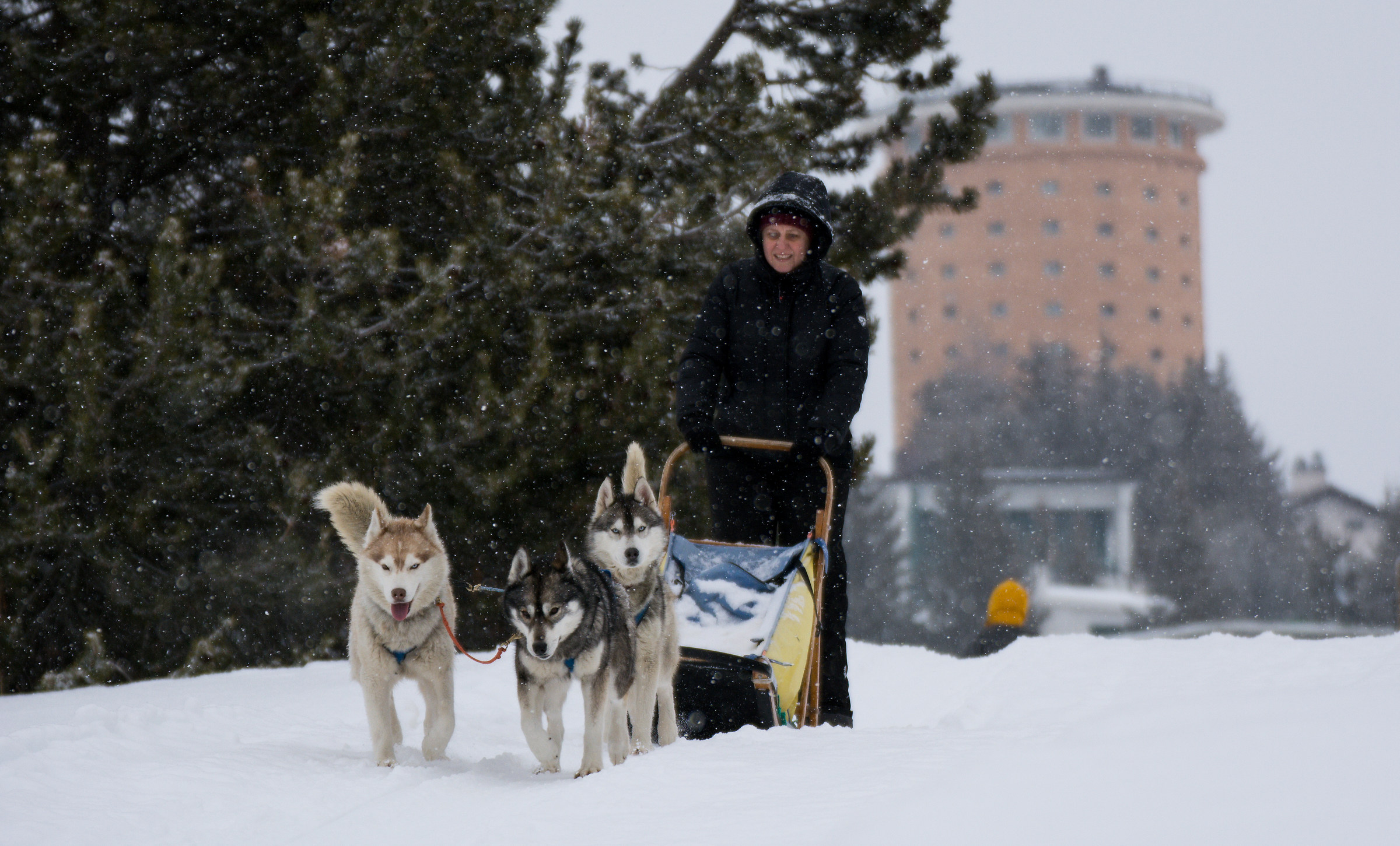 Snowy day at the Sleddog Center in Sestriere