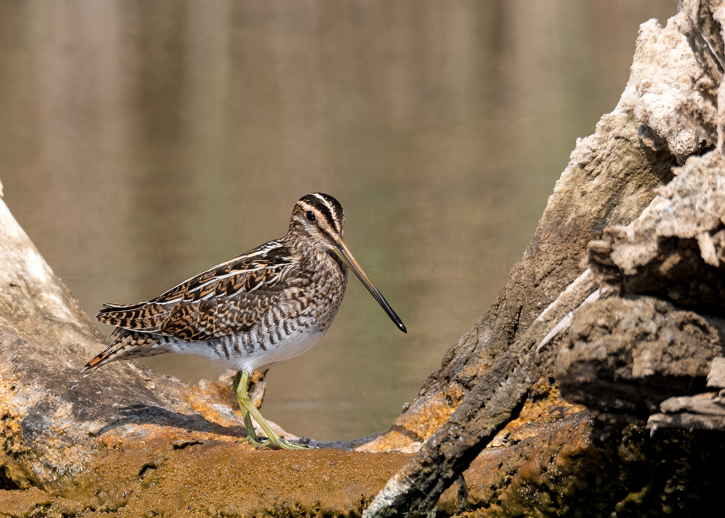 Common Snipe