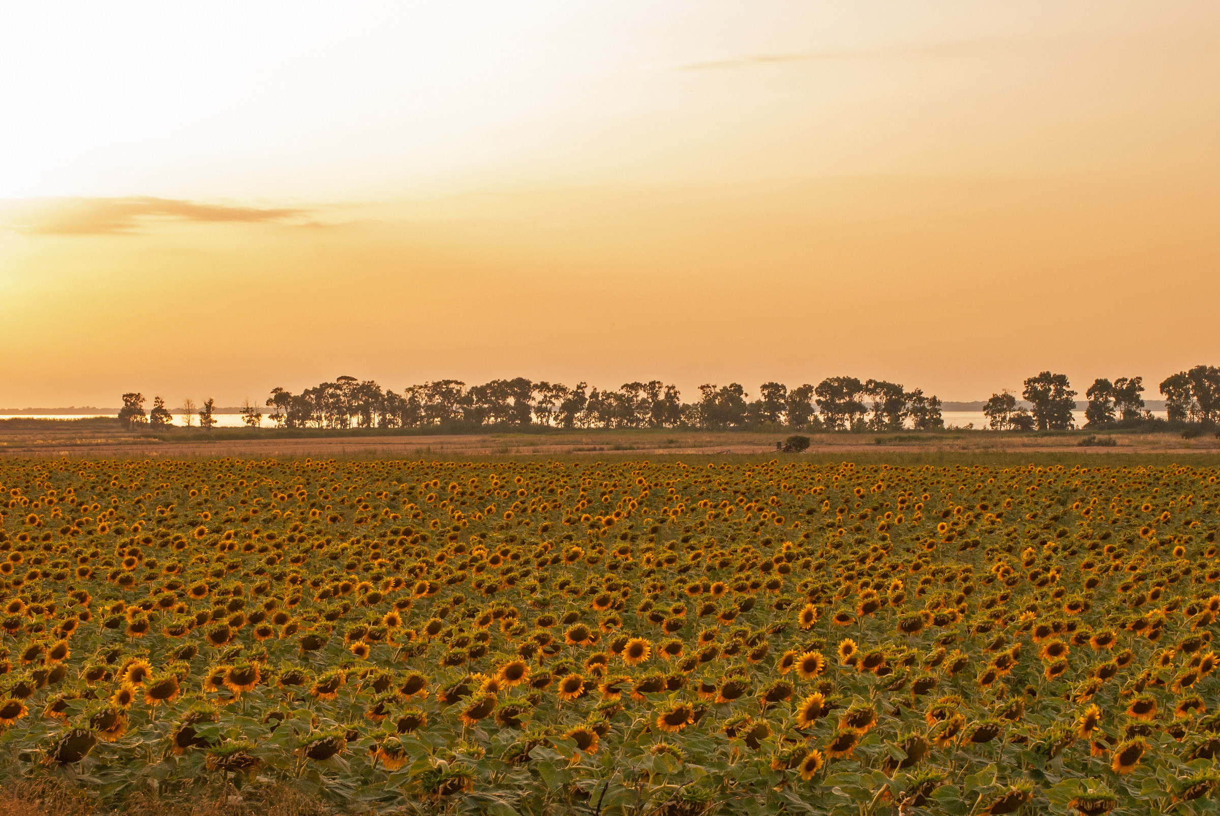Campo di girasoli