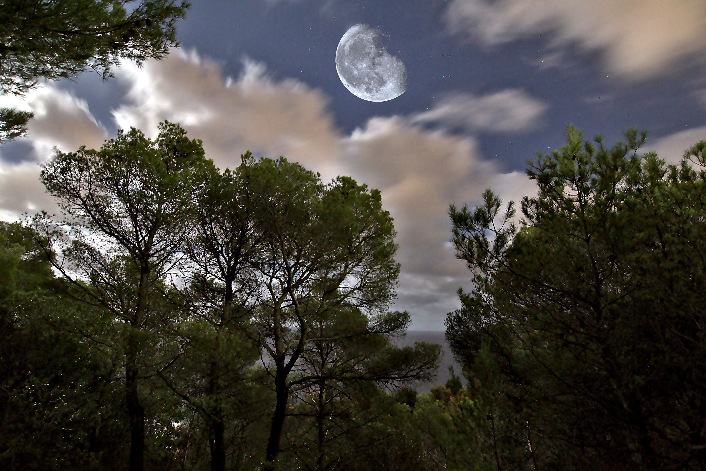 La luna nel bosco