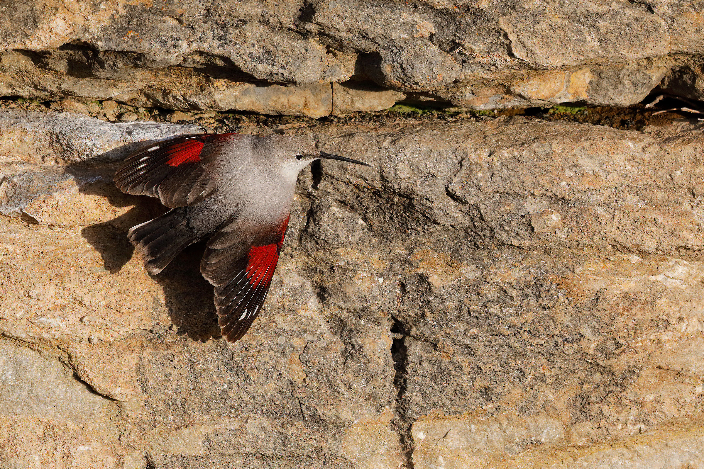 Wallcreeper
